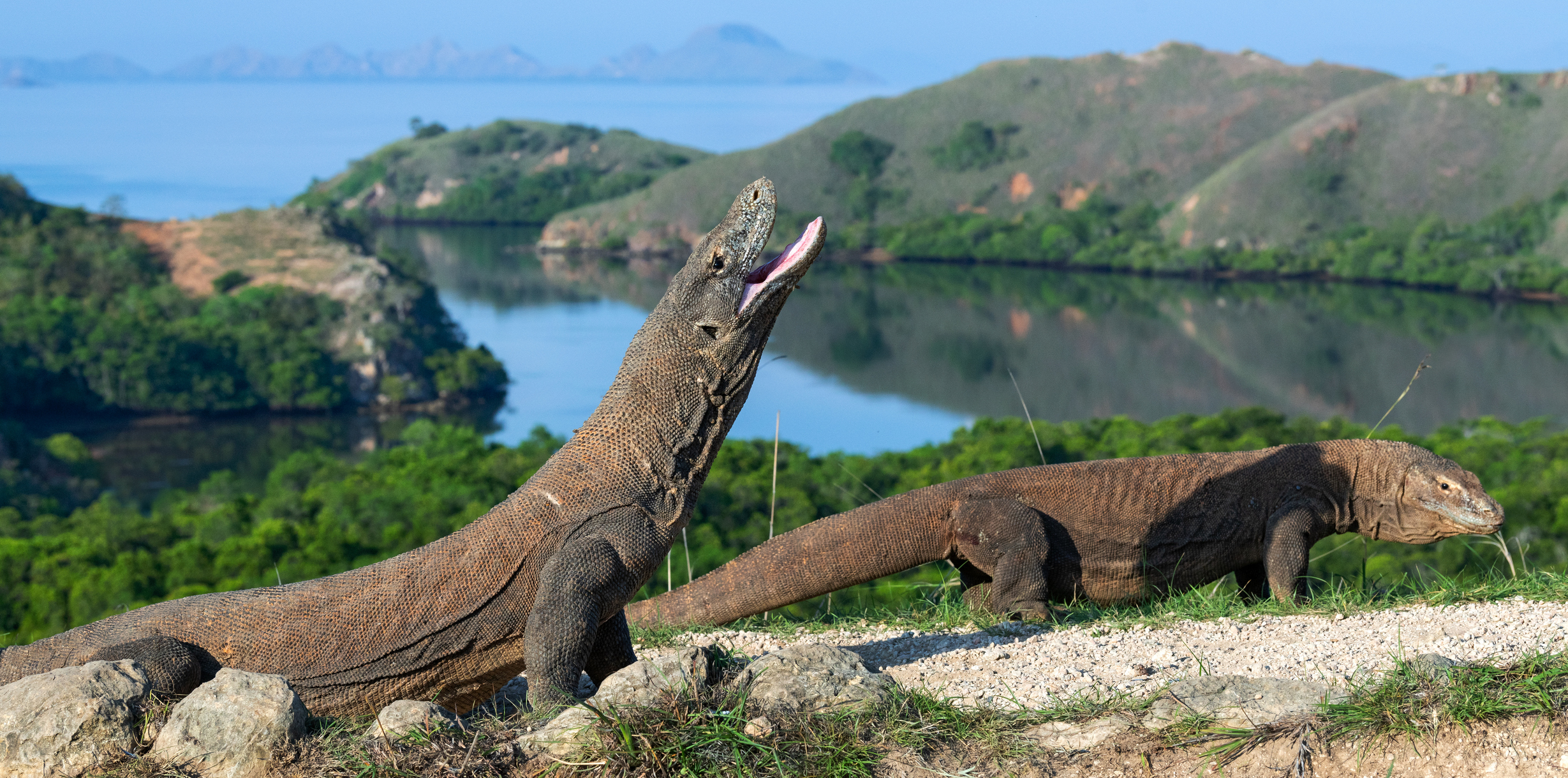 Monitor & Learn about Komodo dragons in Indonesia