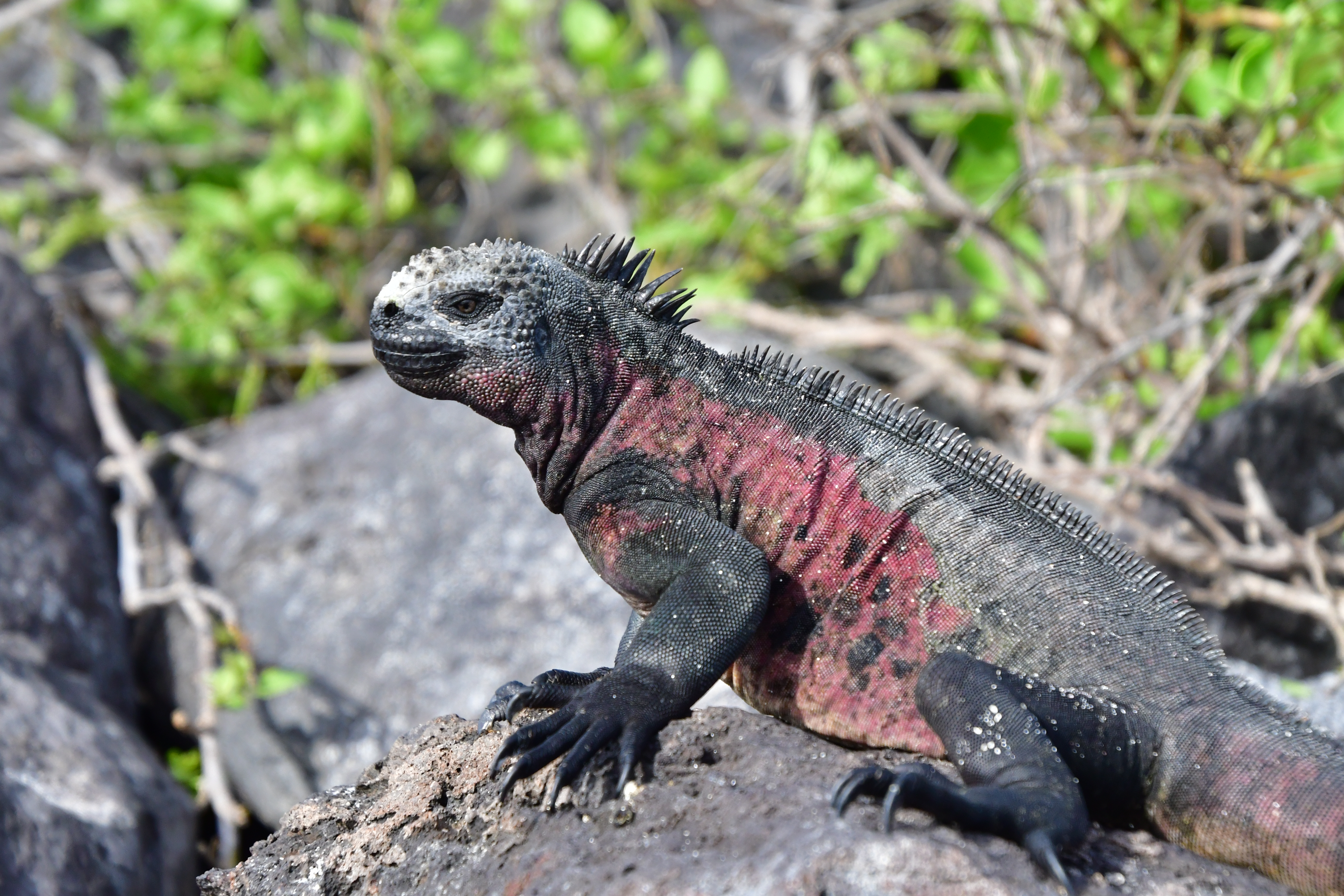 Spot wildlife on a Dragon Hill trail walk