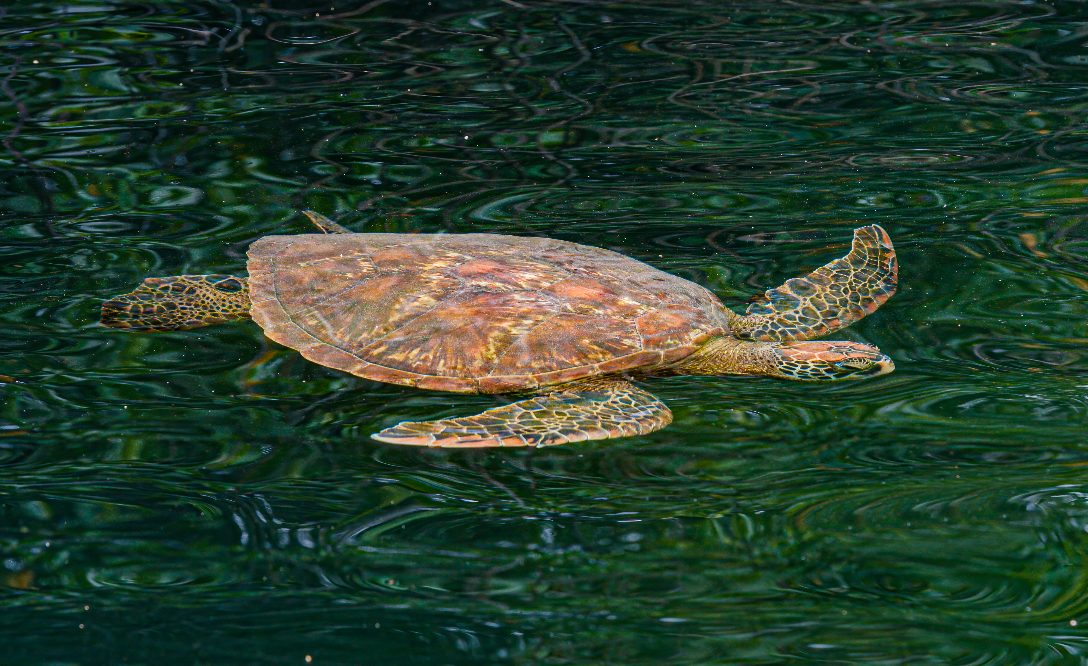 See green turtles at Black Turtle Cove, Santa Cruz