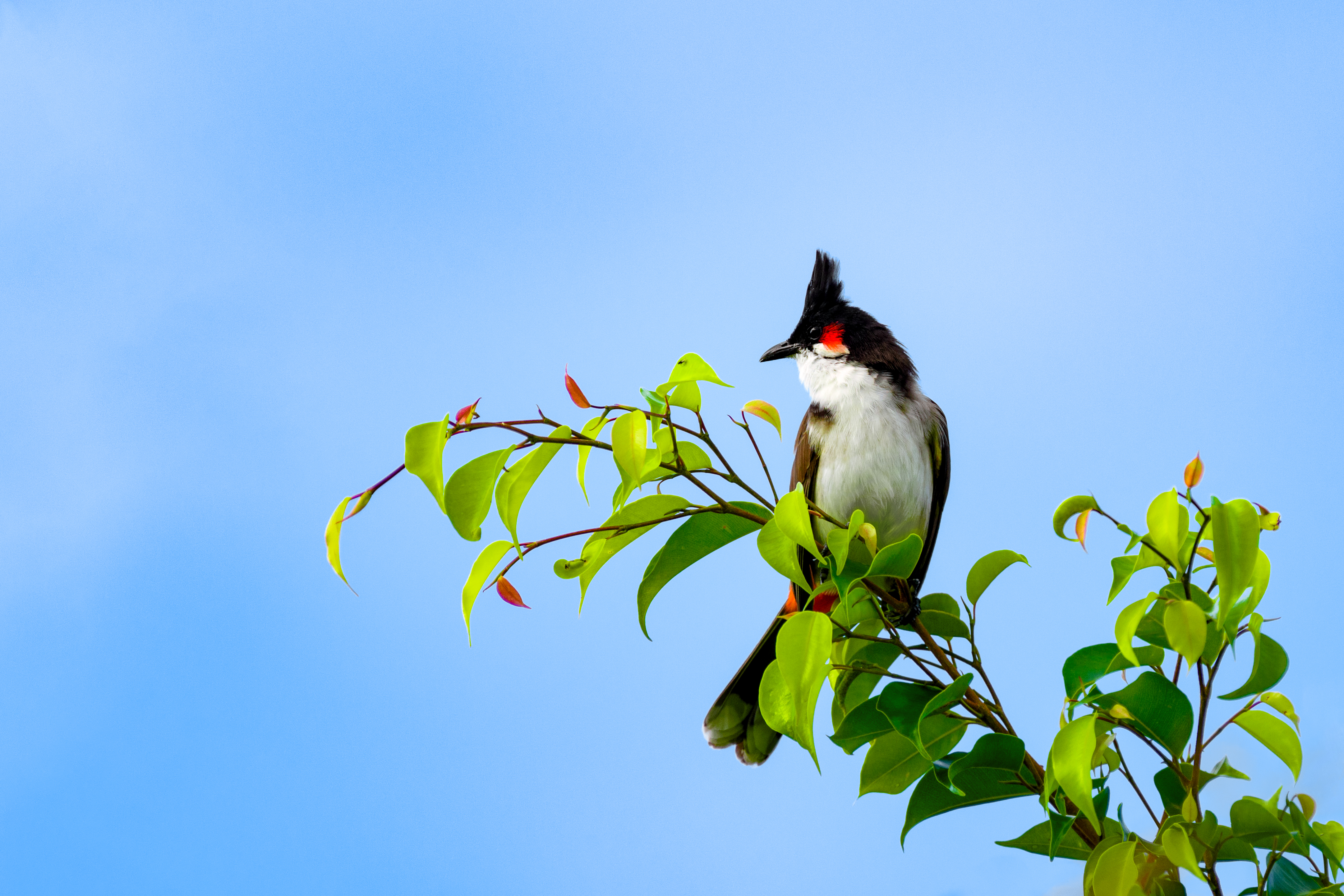 Spot the unique birdlife of Palani Hills