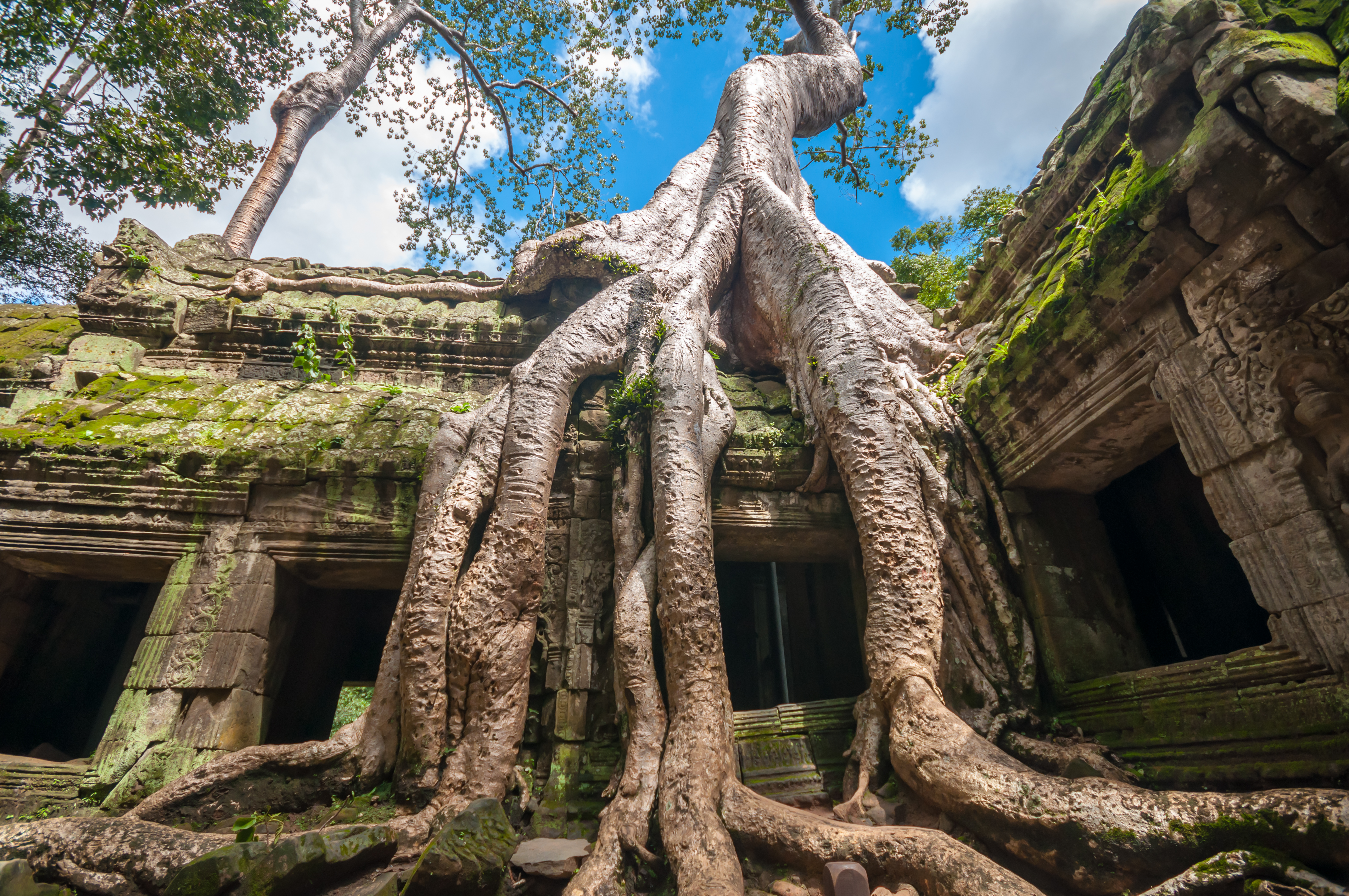 Explore the jungle clad Ta Prohm temple 