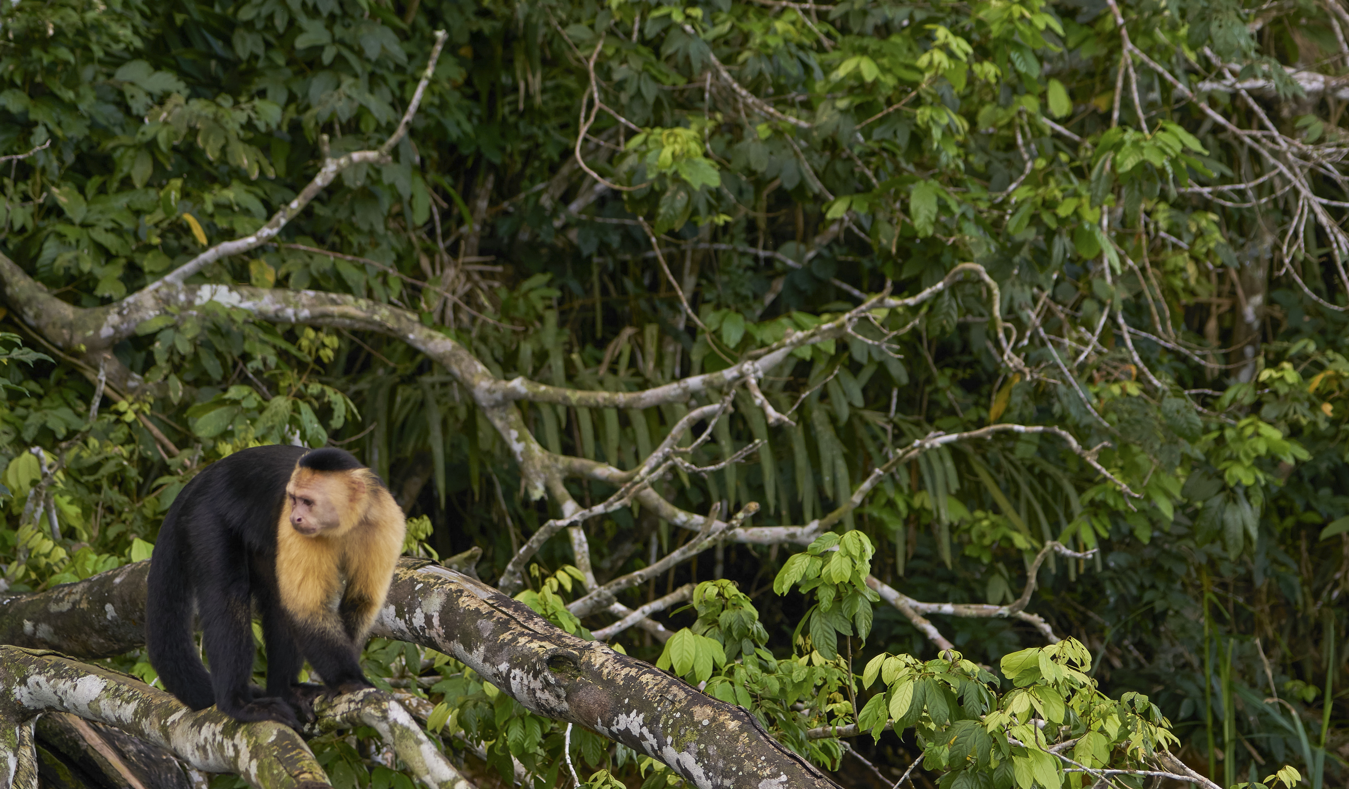 Explore the wonders of Soberania National Park