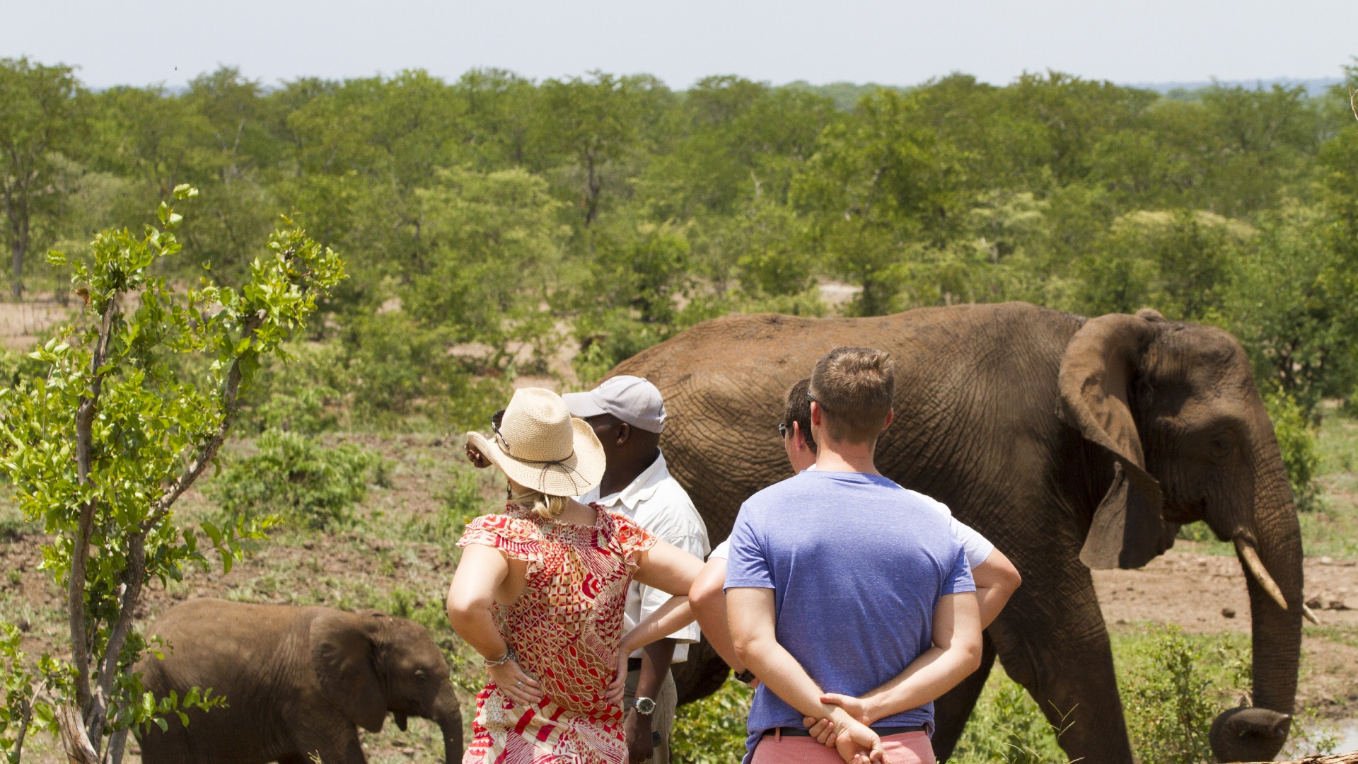 Connect with elephants in Victoria falls intimately 