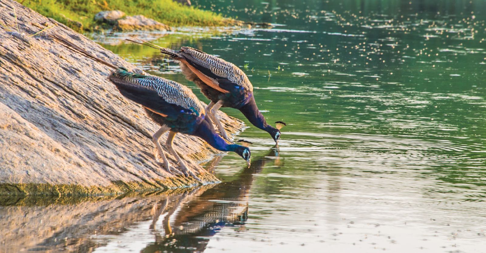 Explore the beauty of Pali's wildlife on a safari