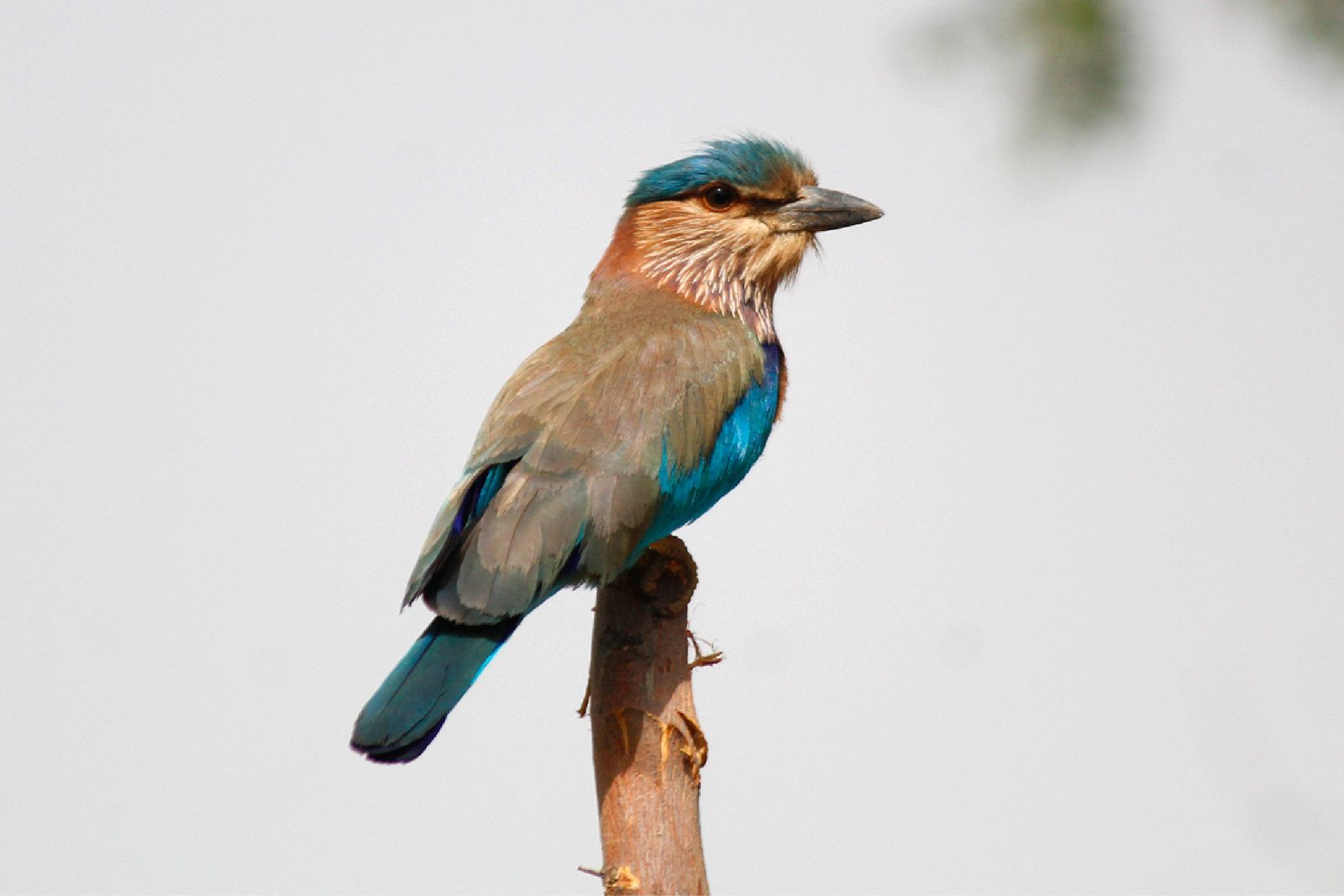 Learn the art of birdwatching in Rajasthan