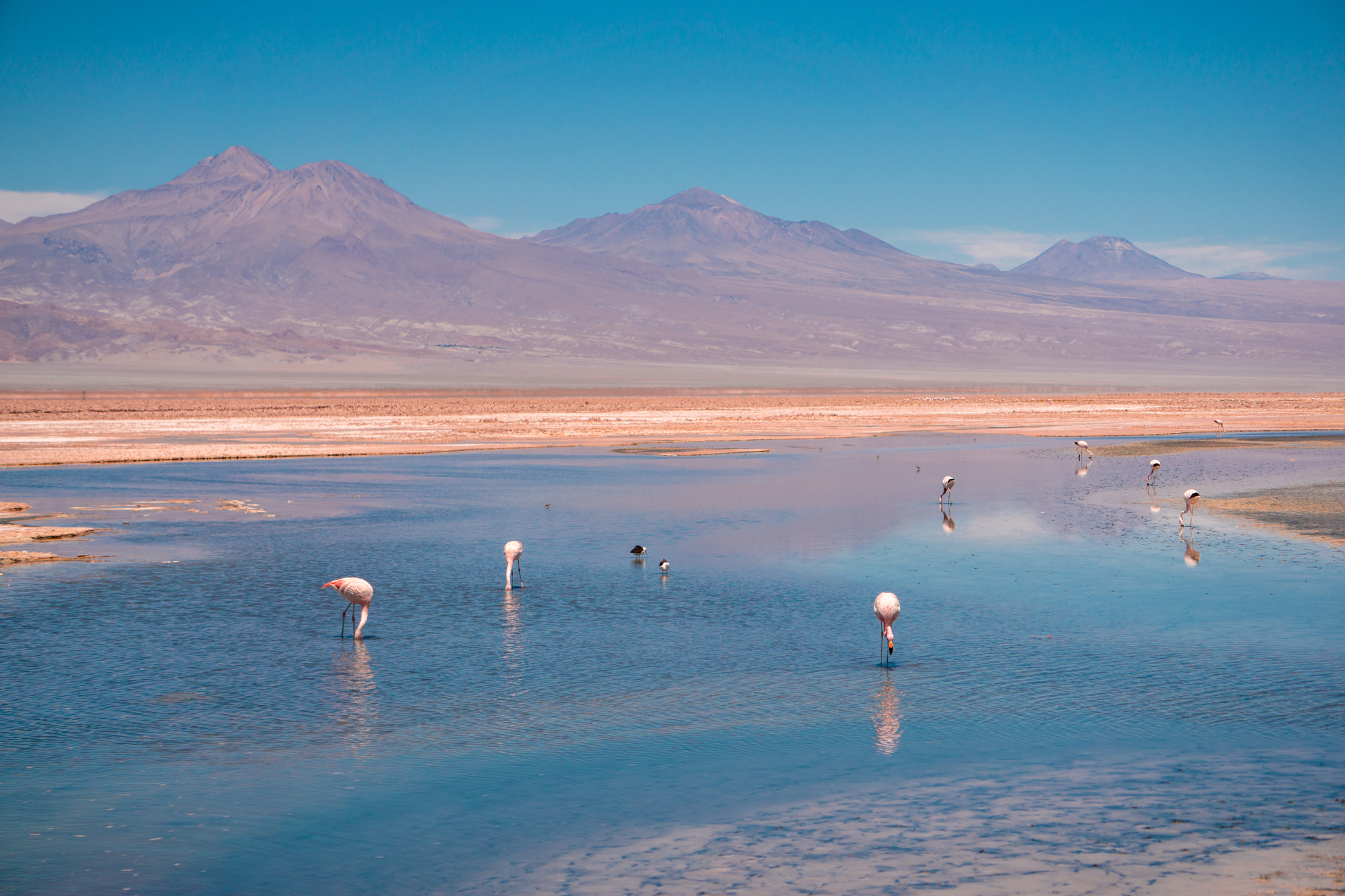 Explore the Chaxa Lagoon in Salar de Atacama