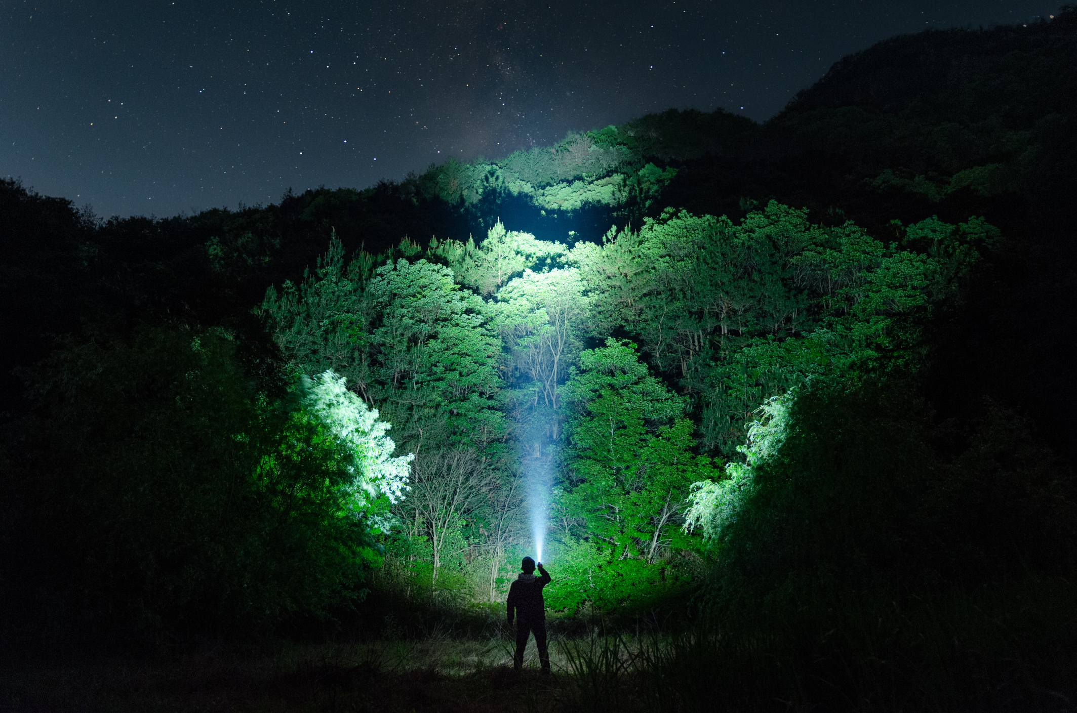 Embark on a Night Safari in Khao Sok Nature Park