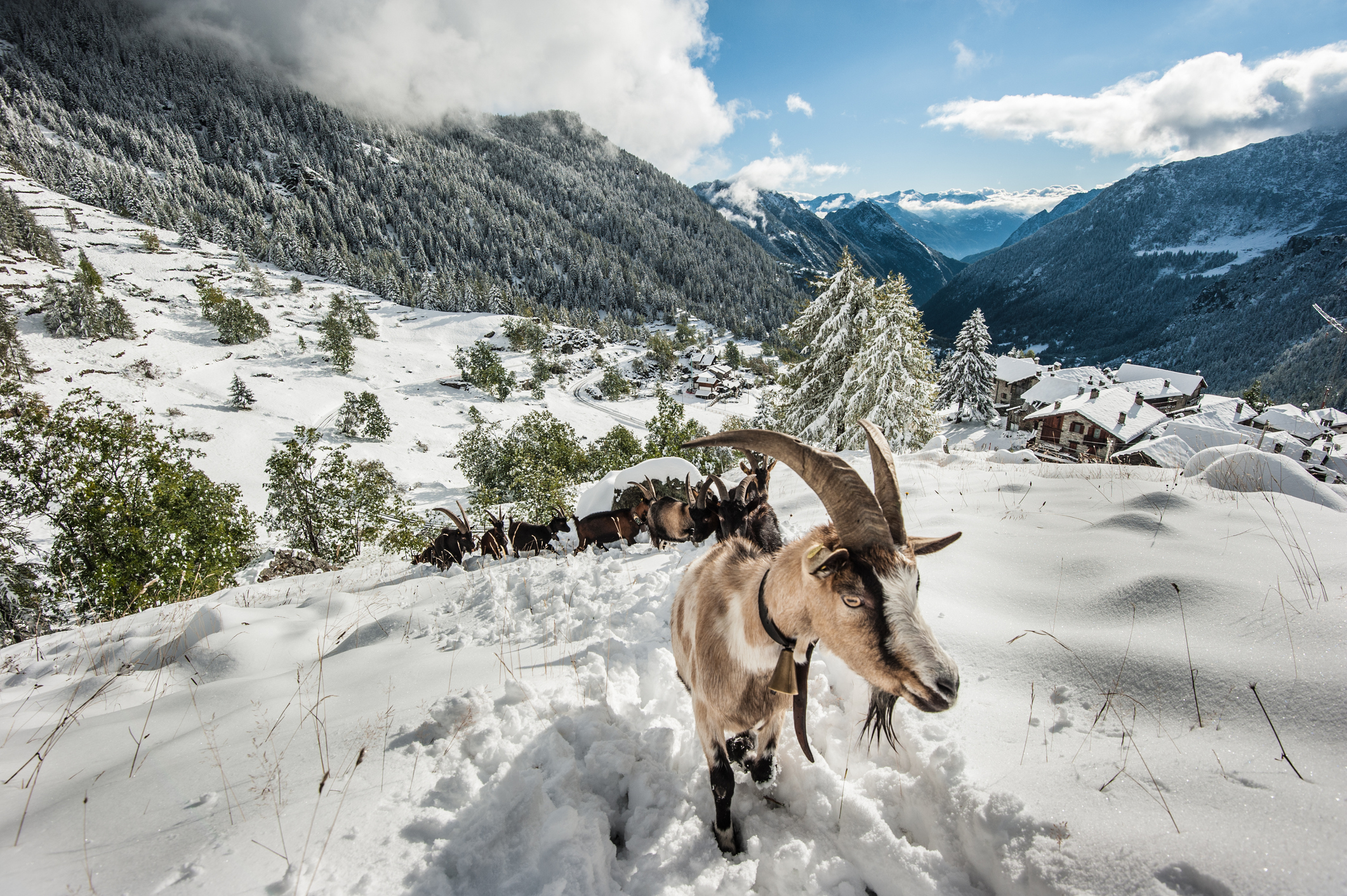 Full-day wildlife excursion in Ulley