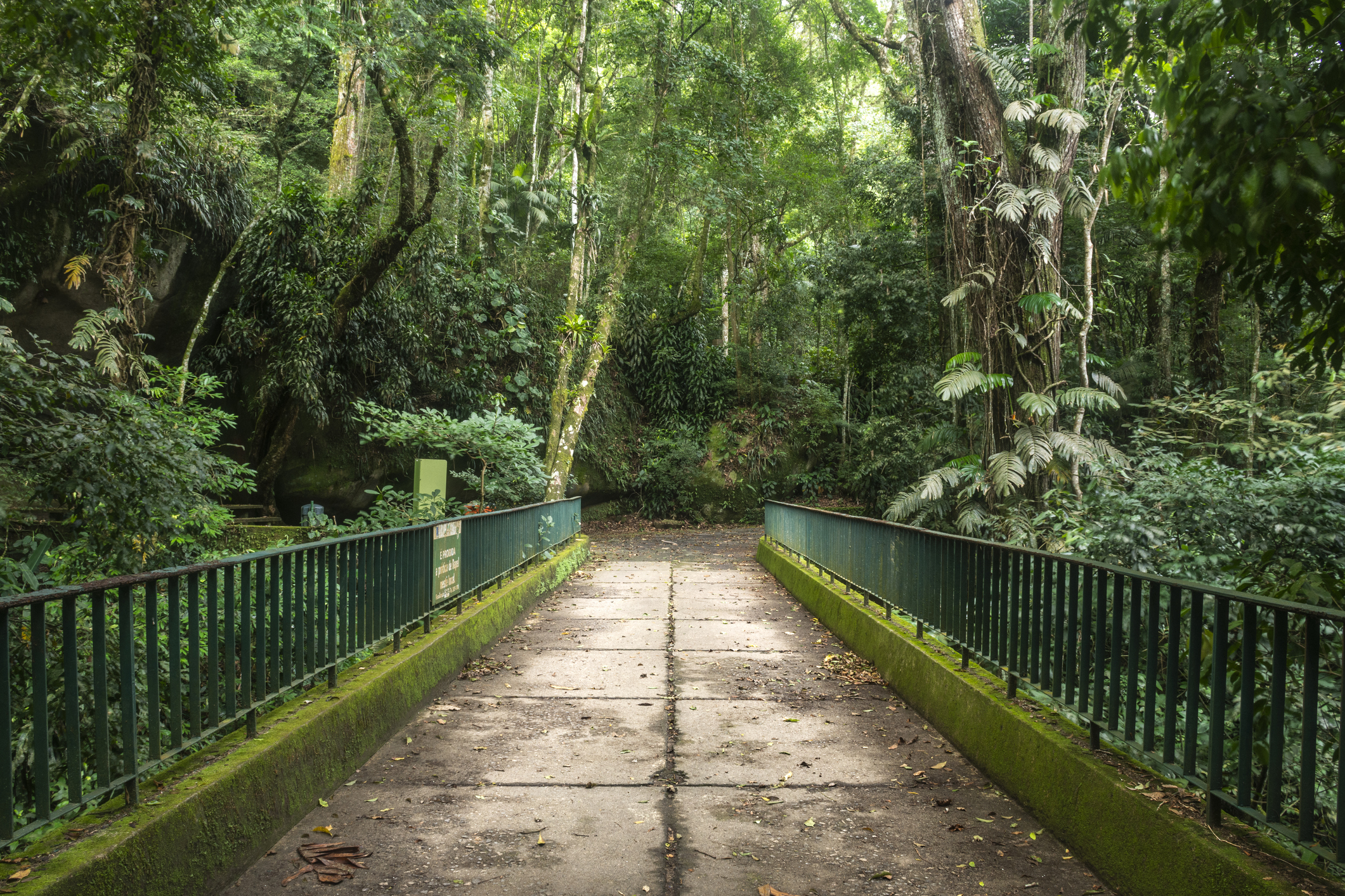 Hike the trails of Tijuca National Park