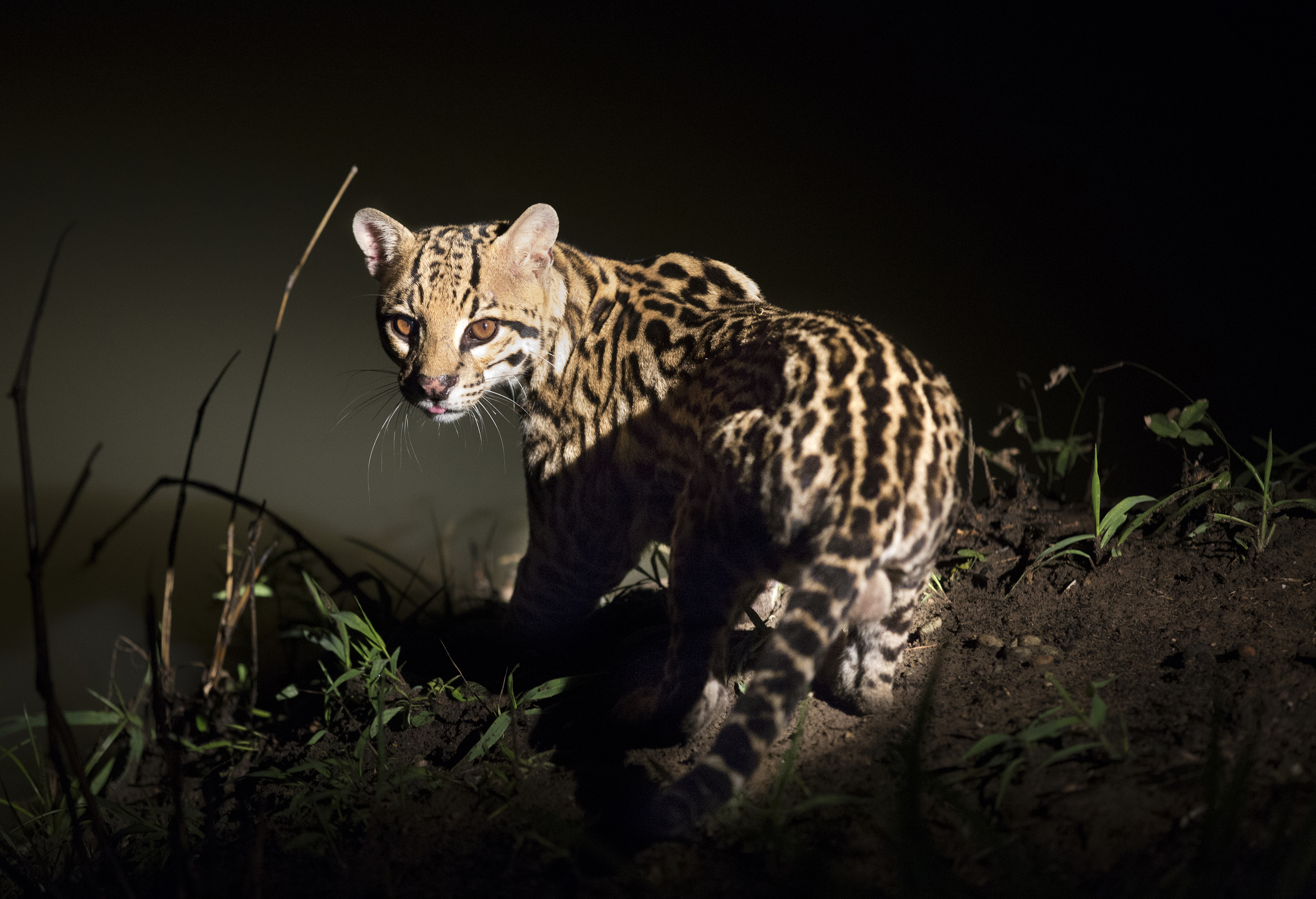 Spot Northern Pantanal's nocturnal wildlife