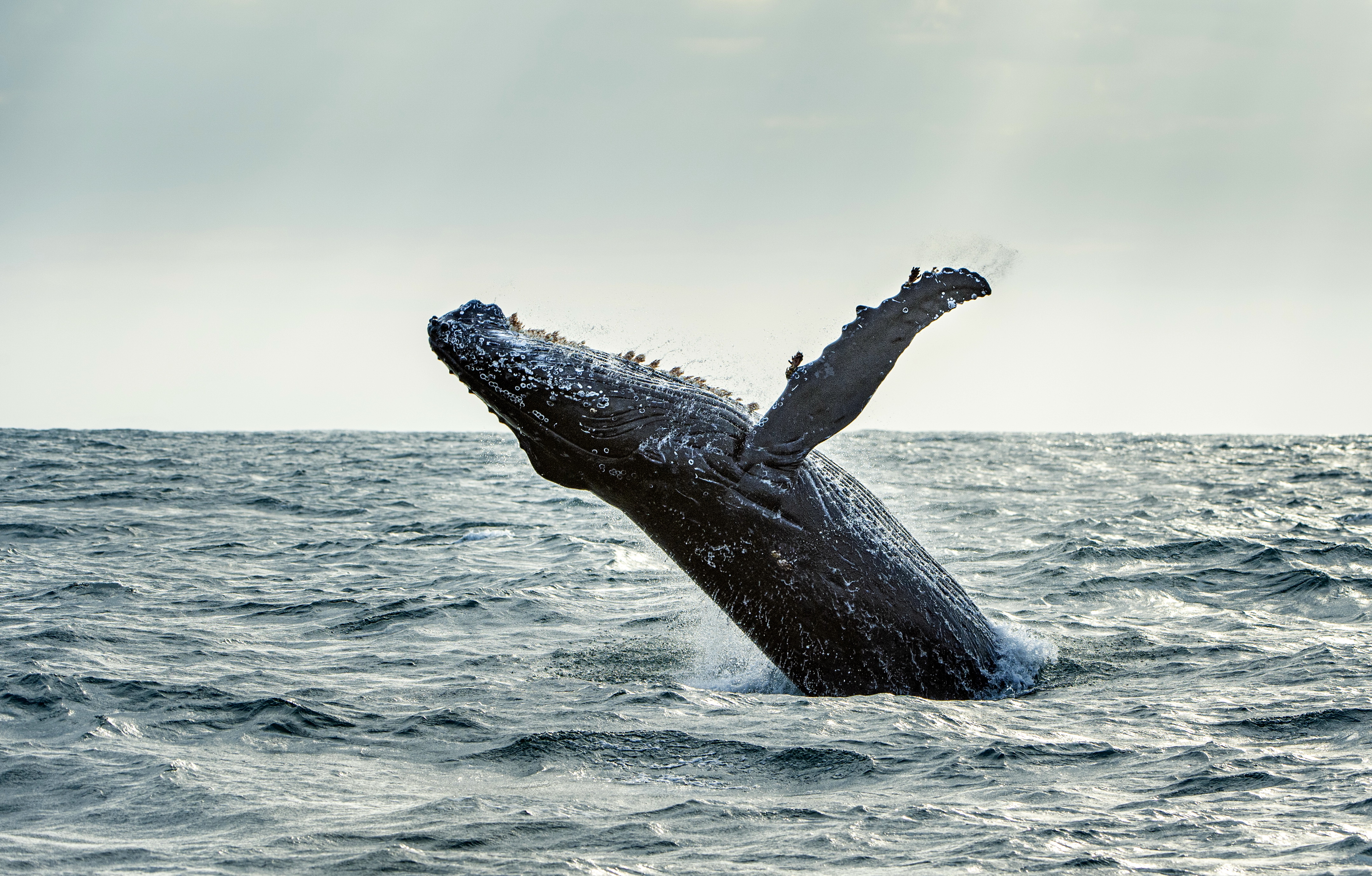 Spot whales from cliff-top vantage points at GweGwe