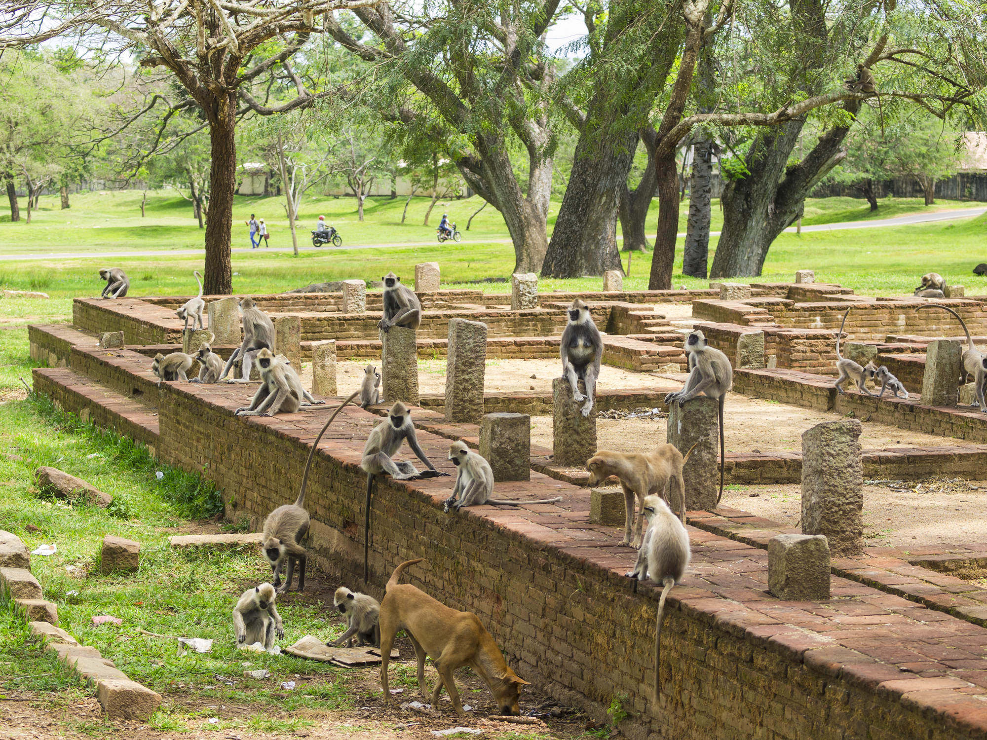 Visit the Anuradhapura Archaeological Site