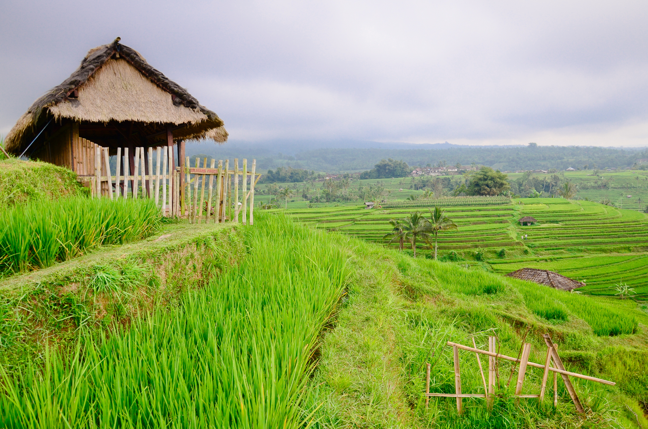 Visit Jatiluwih village in Penebel District