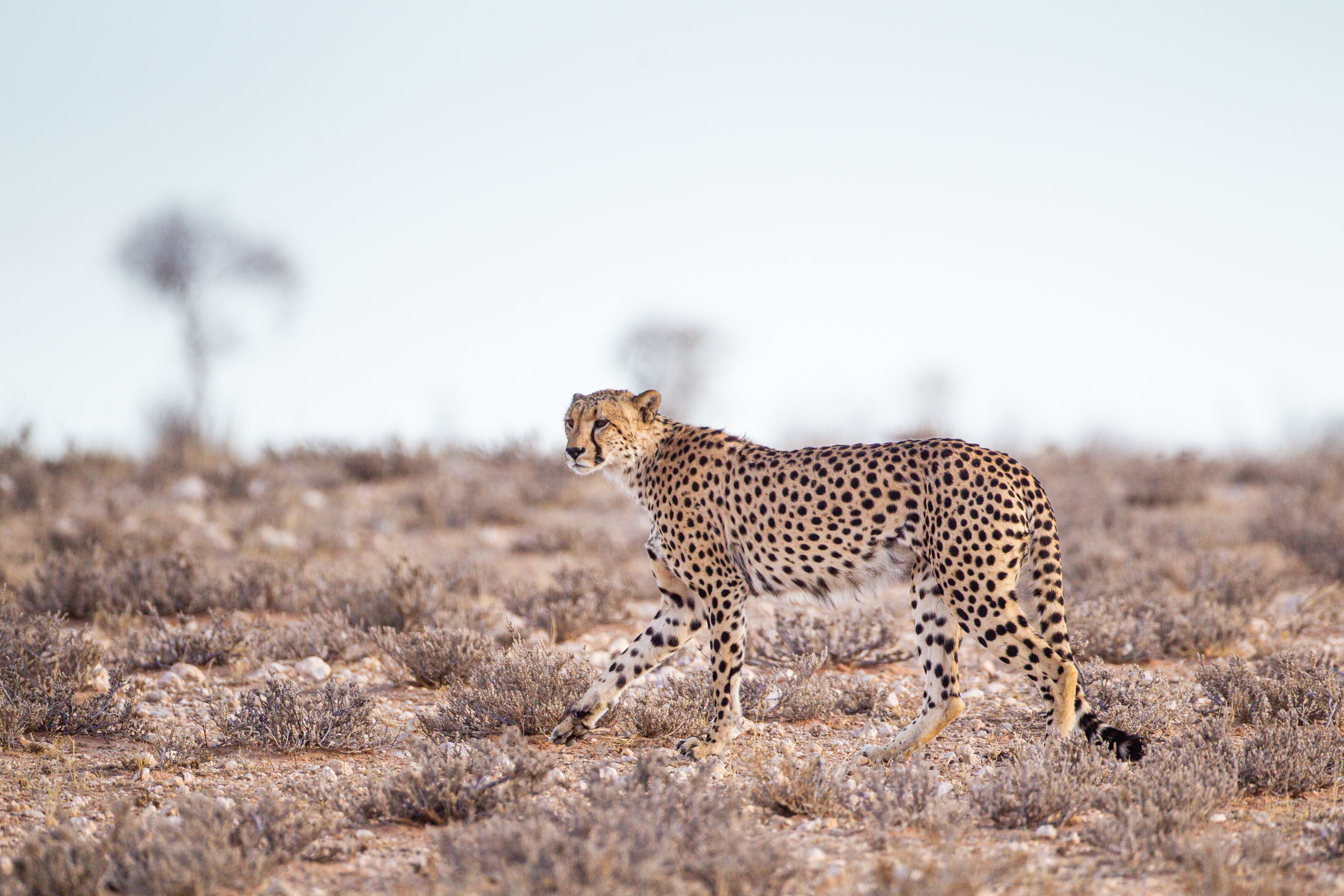 Track cheetah on foot in the Karoo
