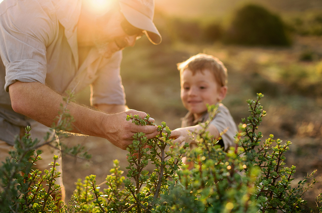 Plant spekboom in the Eastern Cape