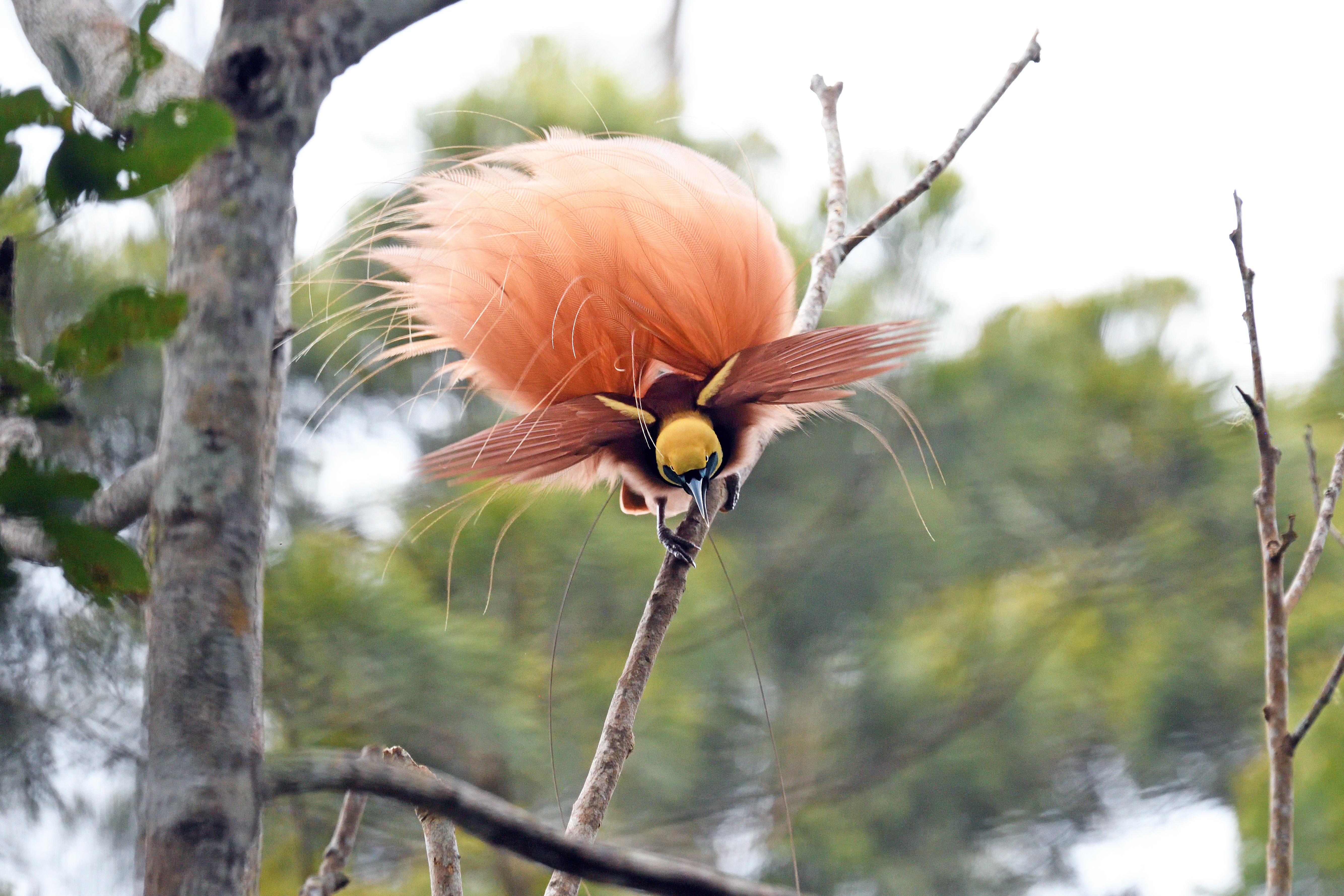 Search for Birds of Paradise in Indonesia's forests