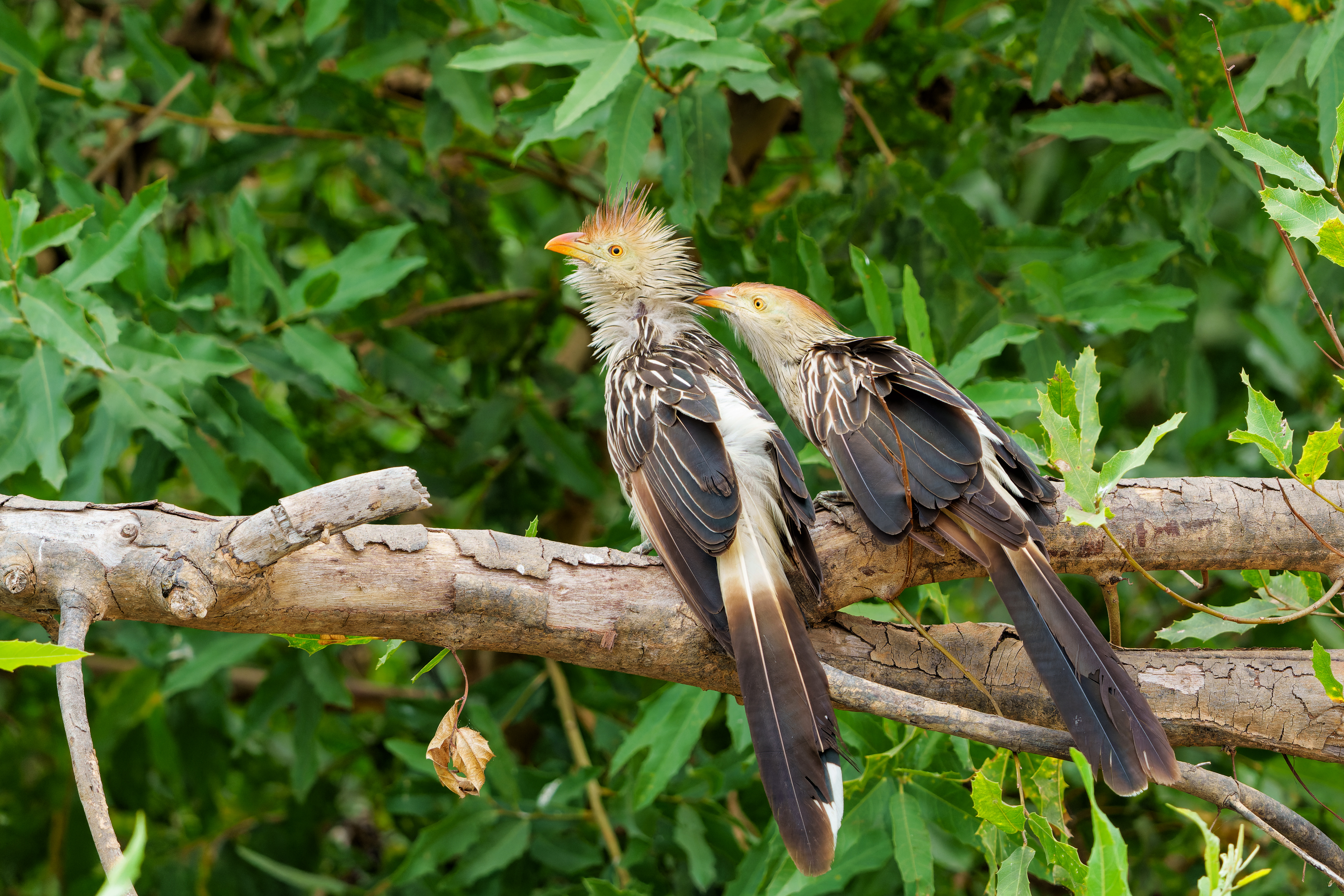 Go bird watching in Mato Grosso