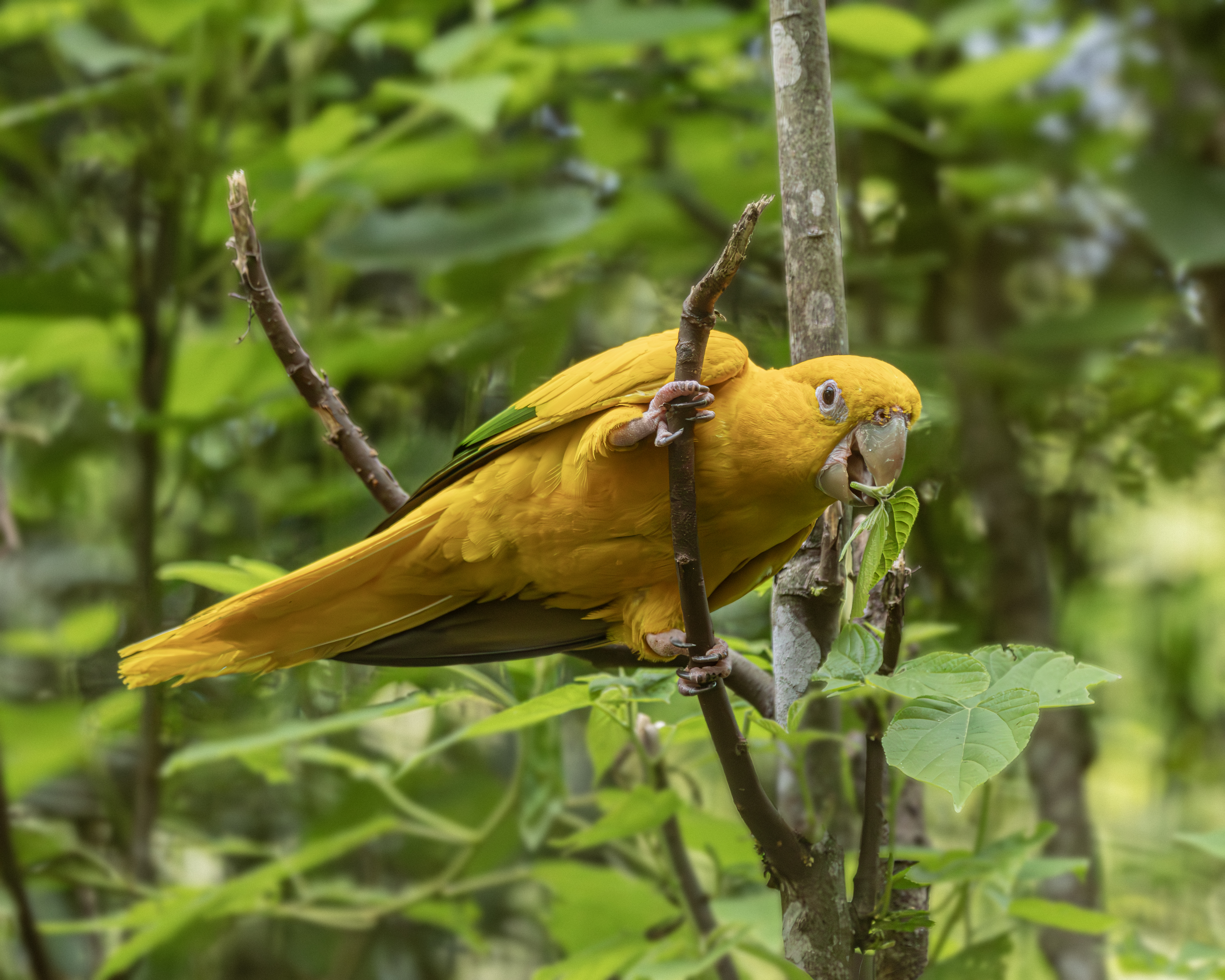 Spot the unique birdlife in Para
