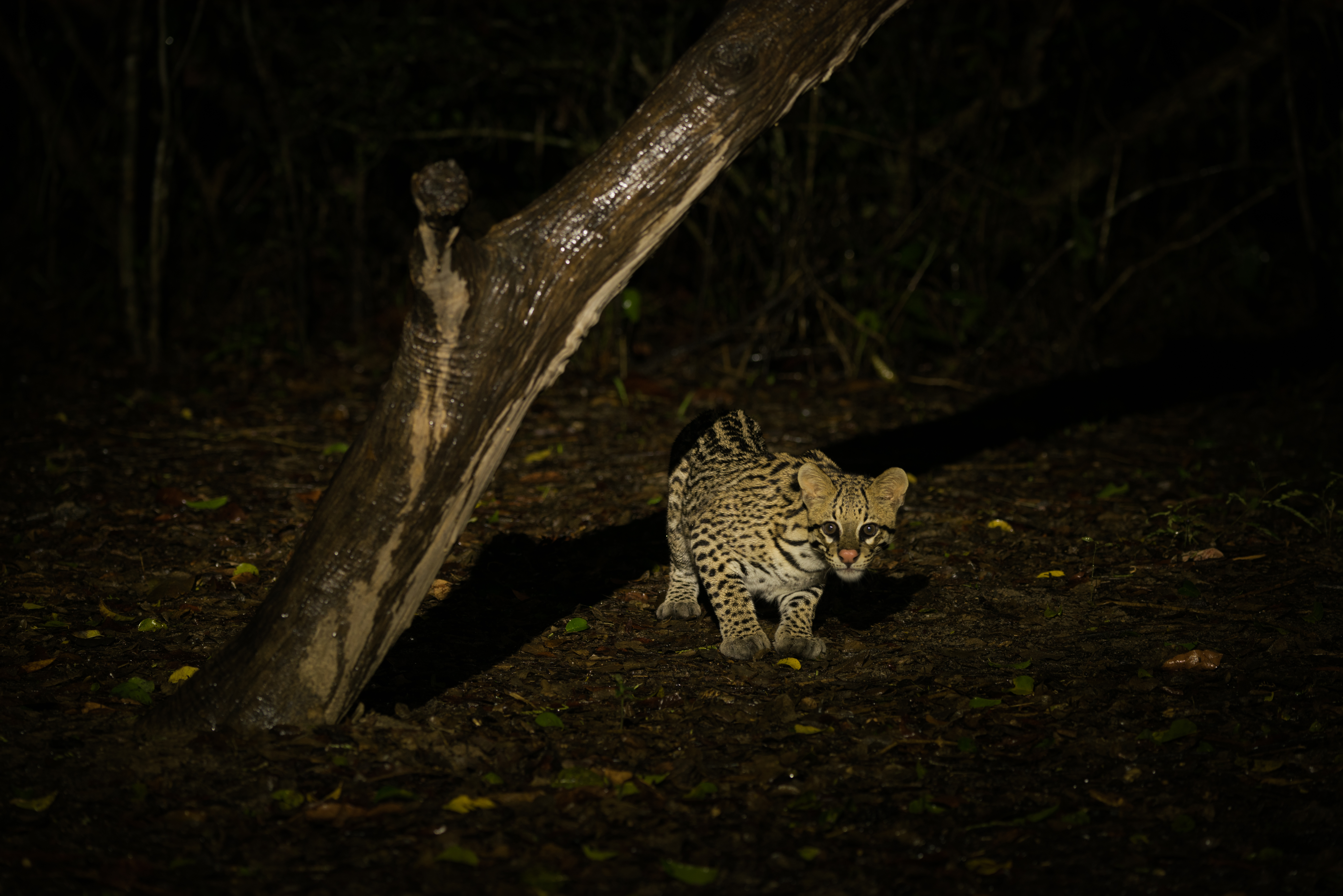 Spot nocturnal wildlife in Mato Grosso