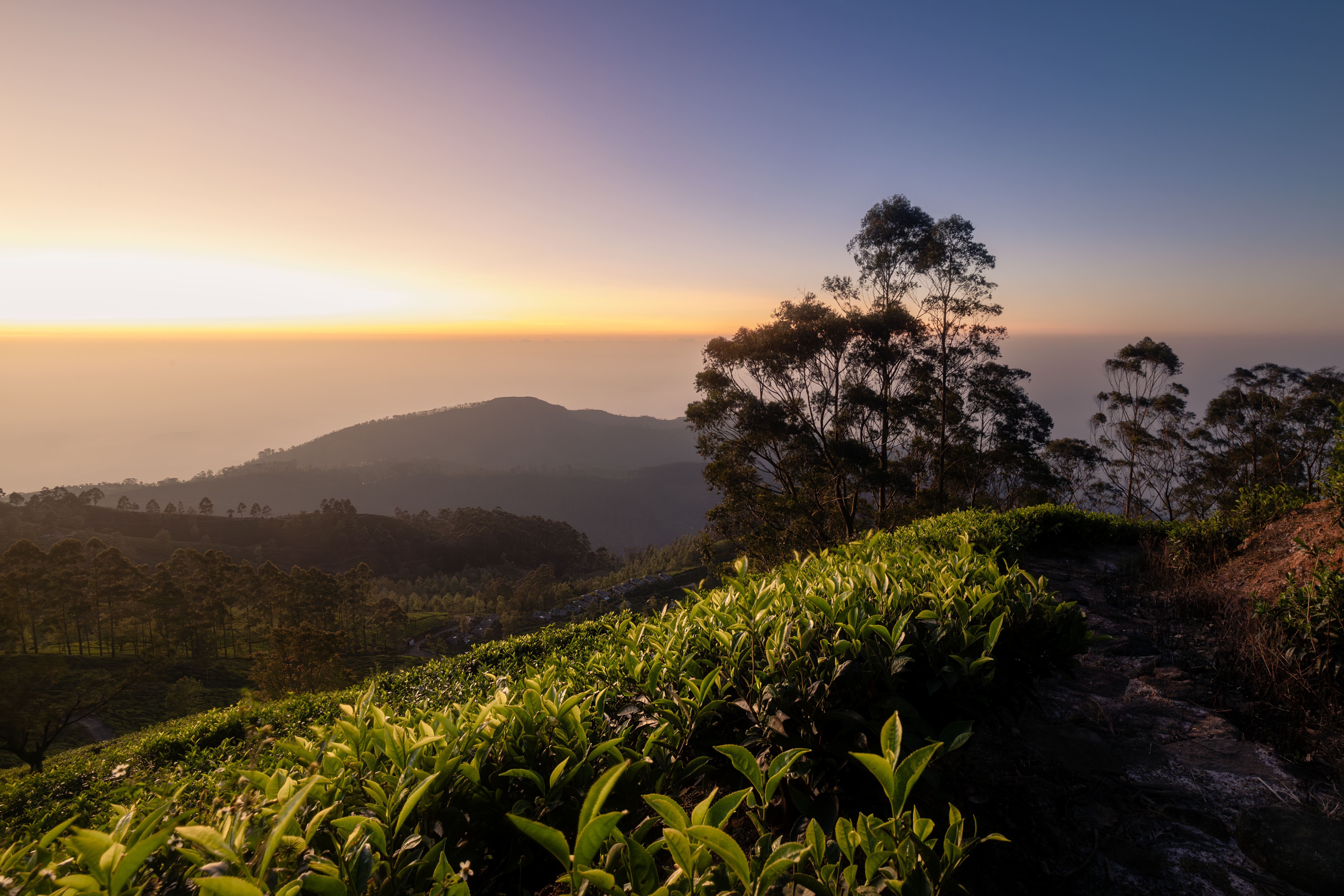 Hike through the lesser visited tea plantations with local host