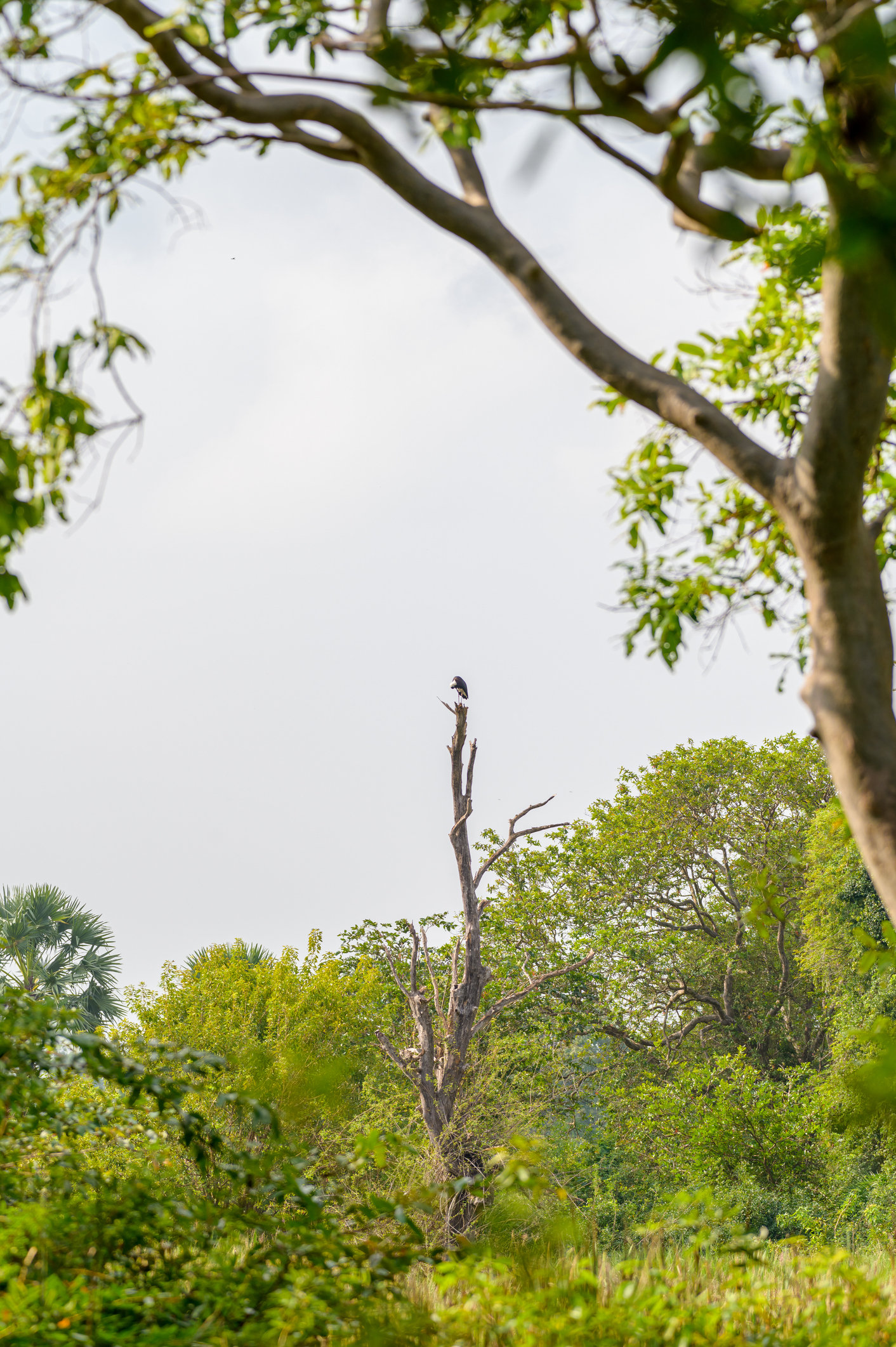 Enjoy a birdwatching tour 