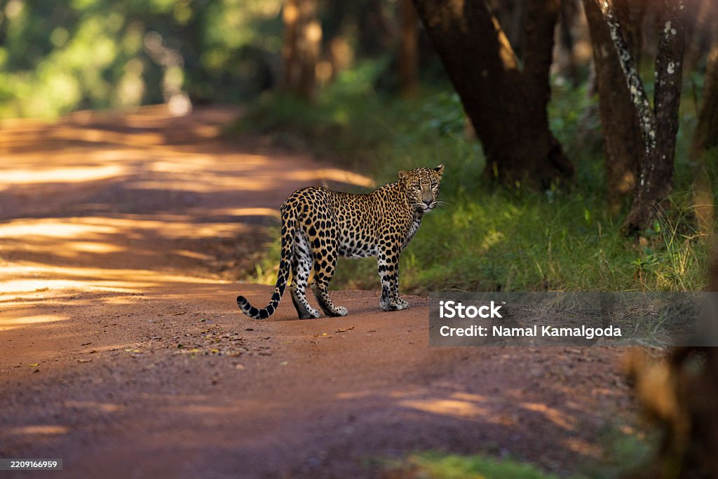 Take a jeep safary to  Wilpattu National Park