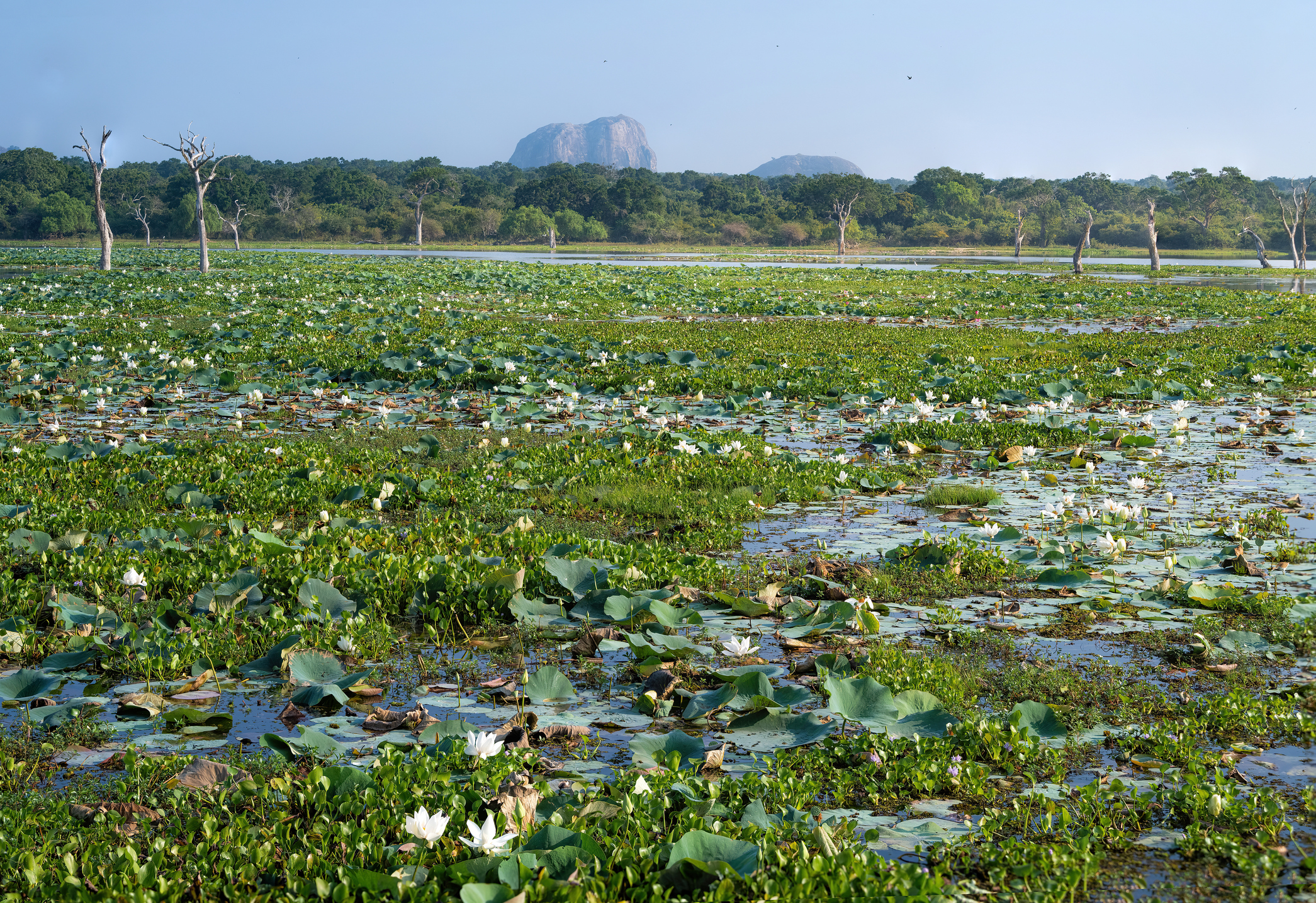 Visit Anawilundawa Sanctuary