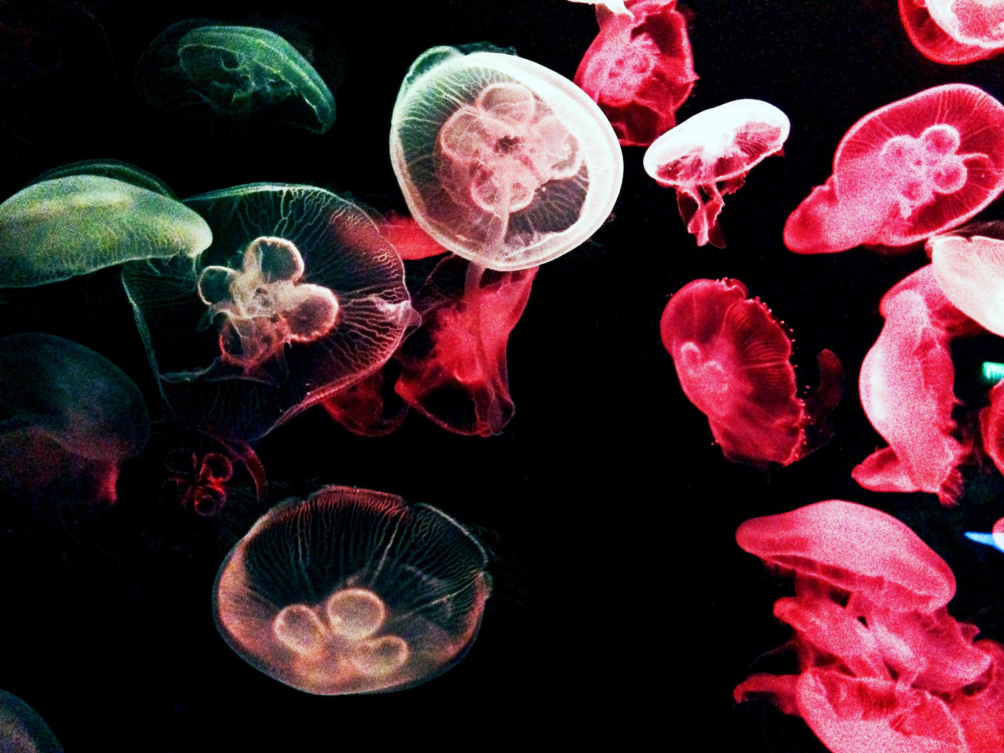 Immerse yourself into the magical marine world  of S.E.A Aquarium