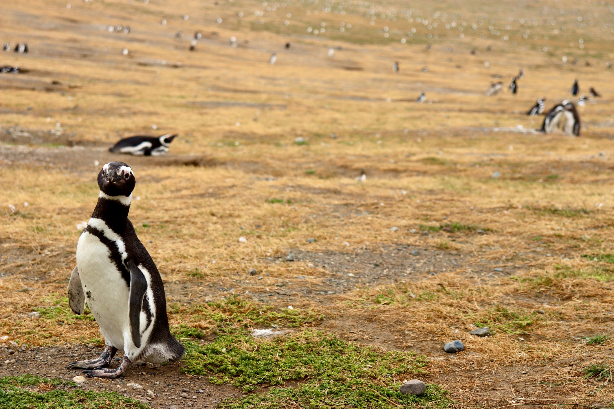 Desembark to see Magellanic penguins
