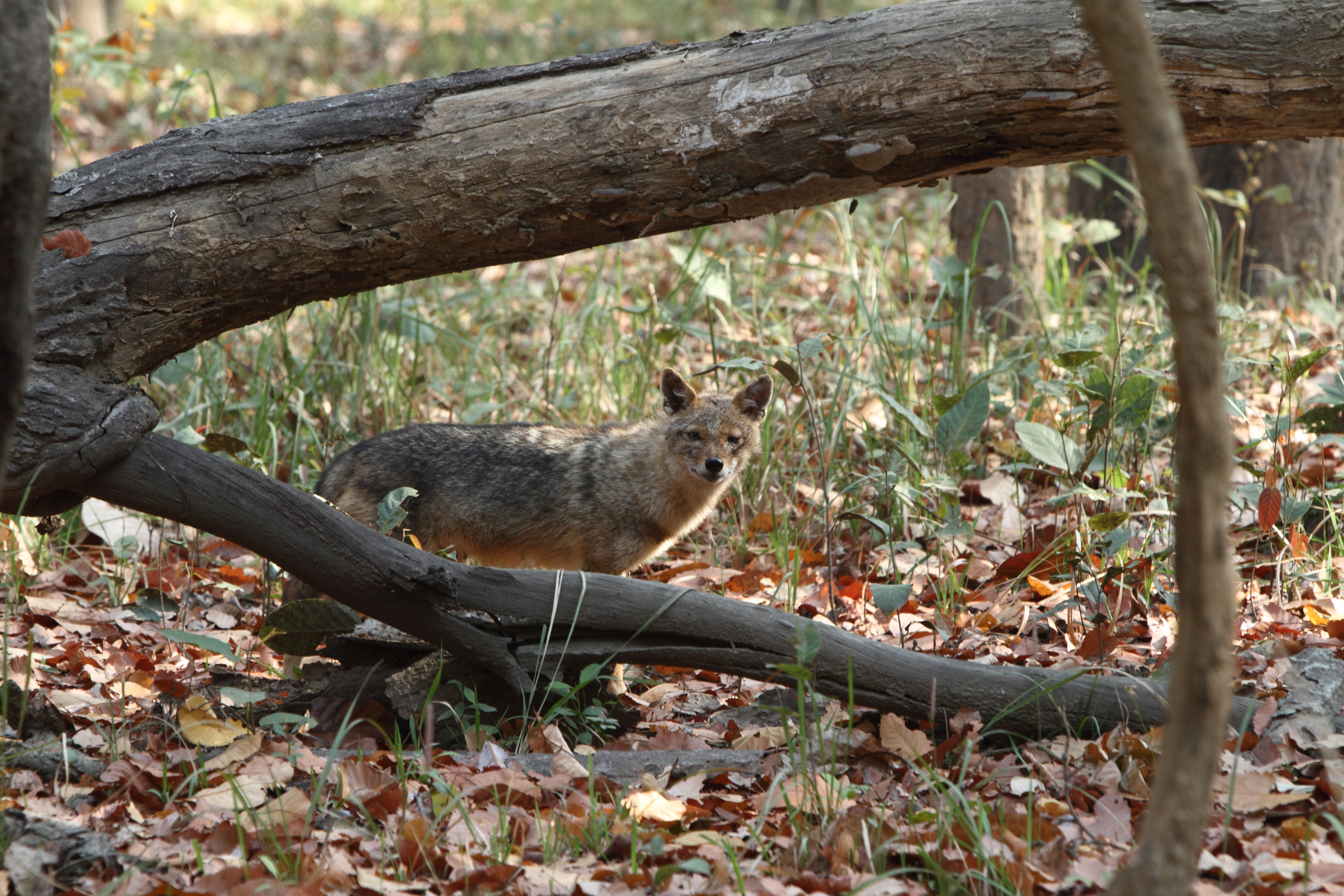 Bardia National Park