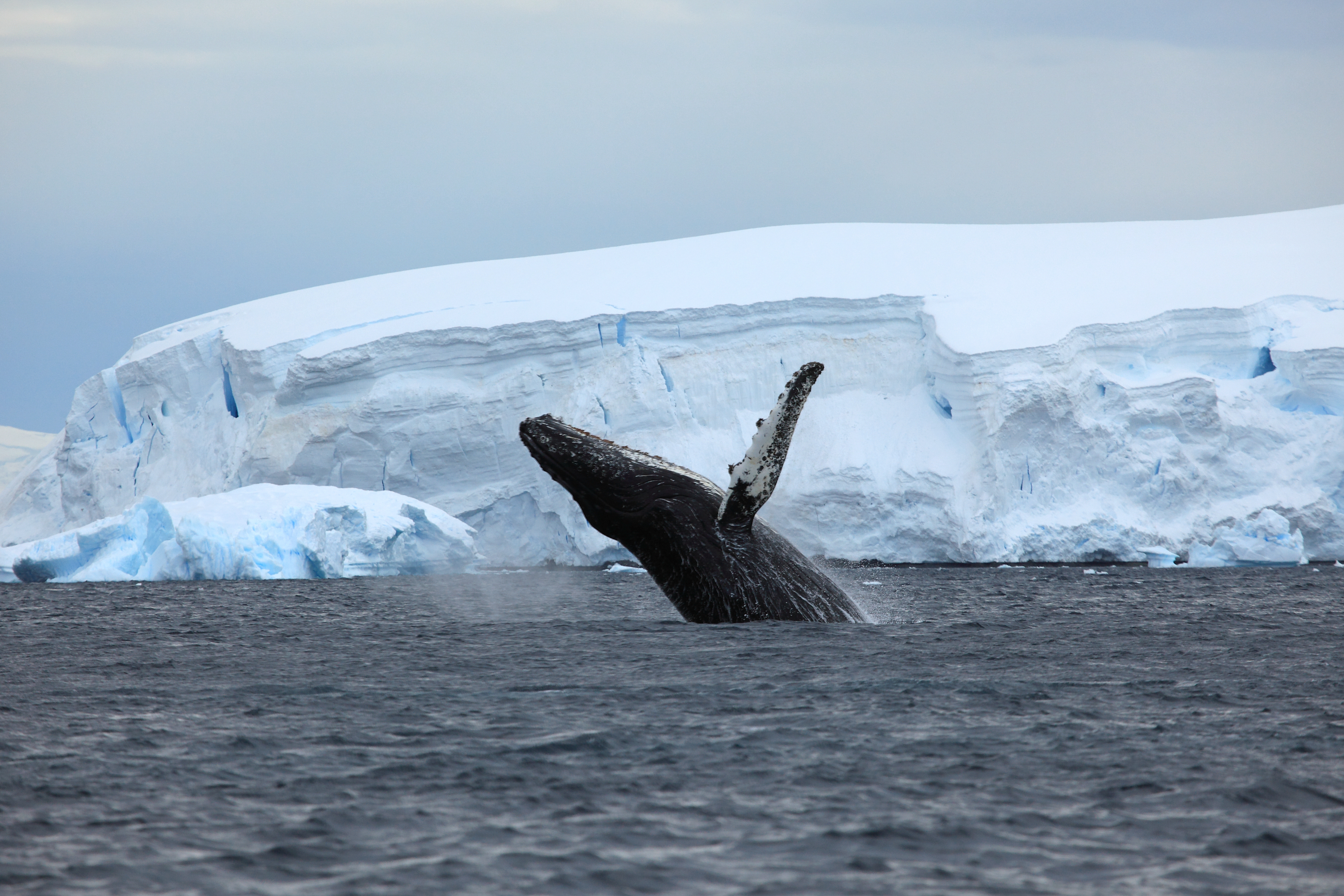 Search for whales in Paradise Bay