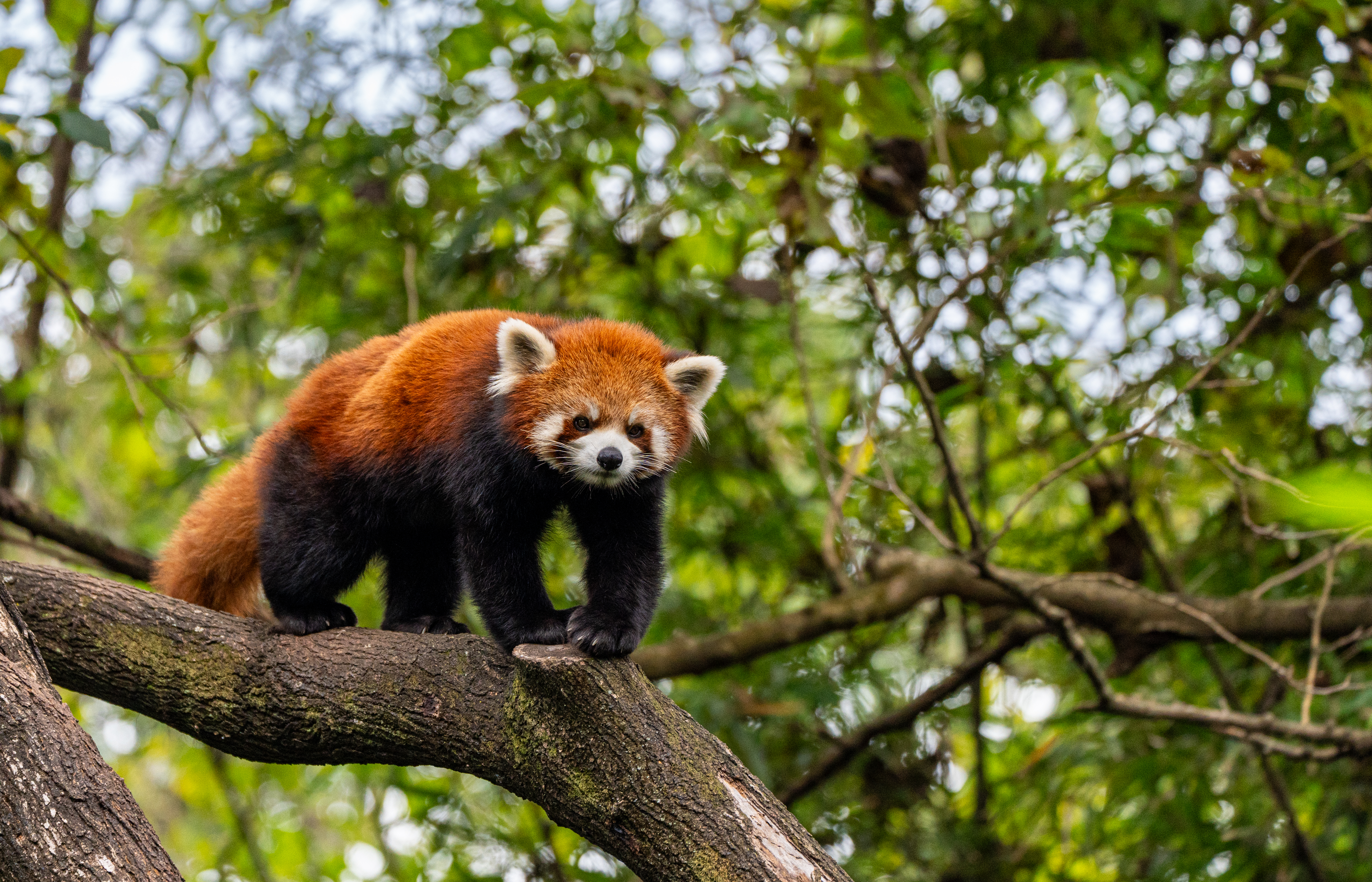 See unique wildlife in Langtang National Park