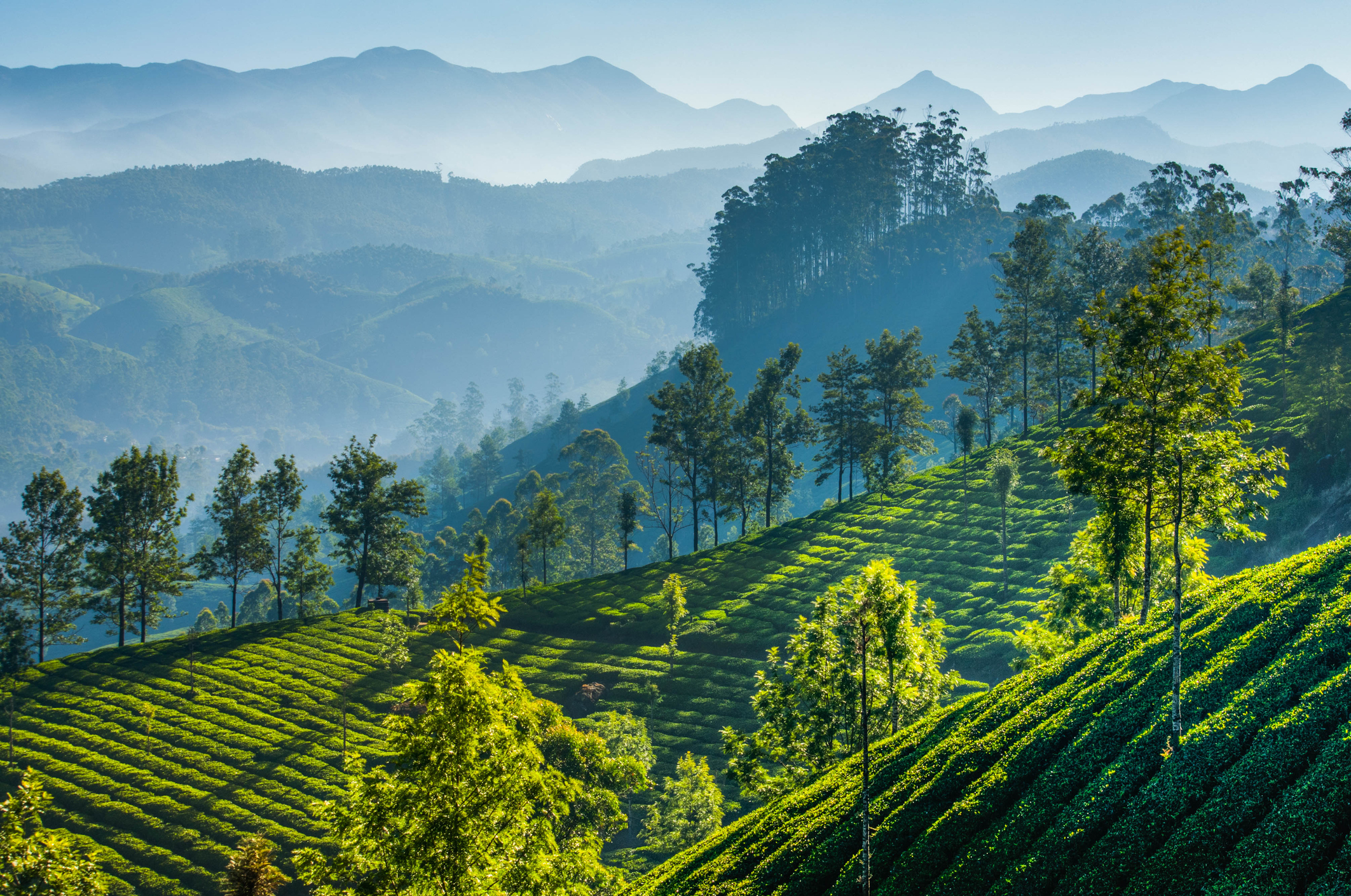 Visit a tea plantation in Munnar
