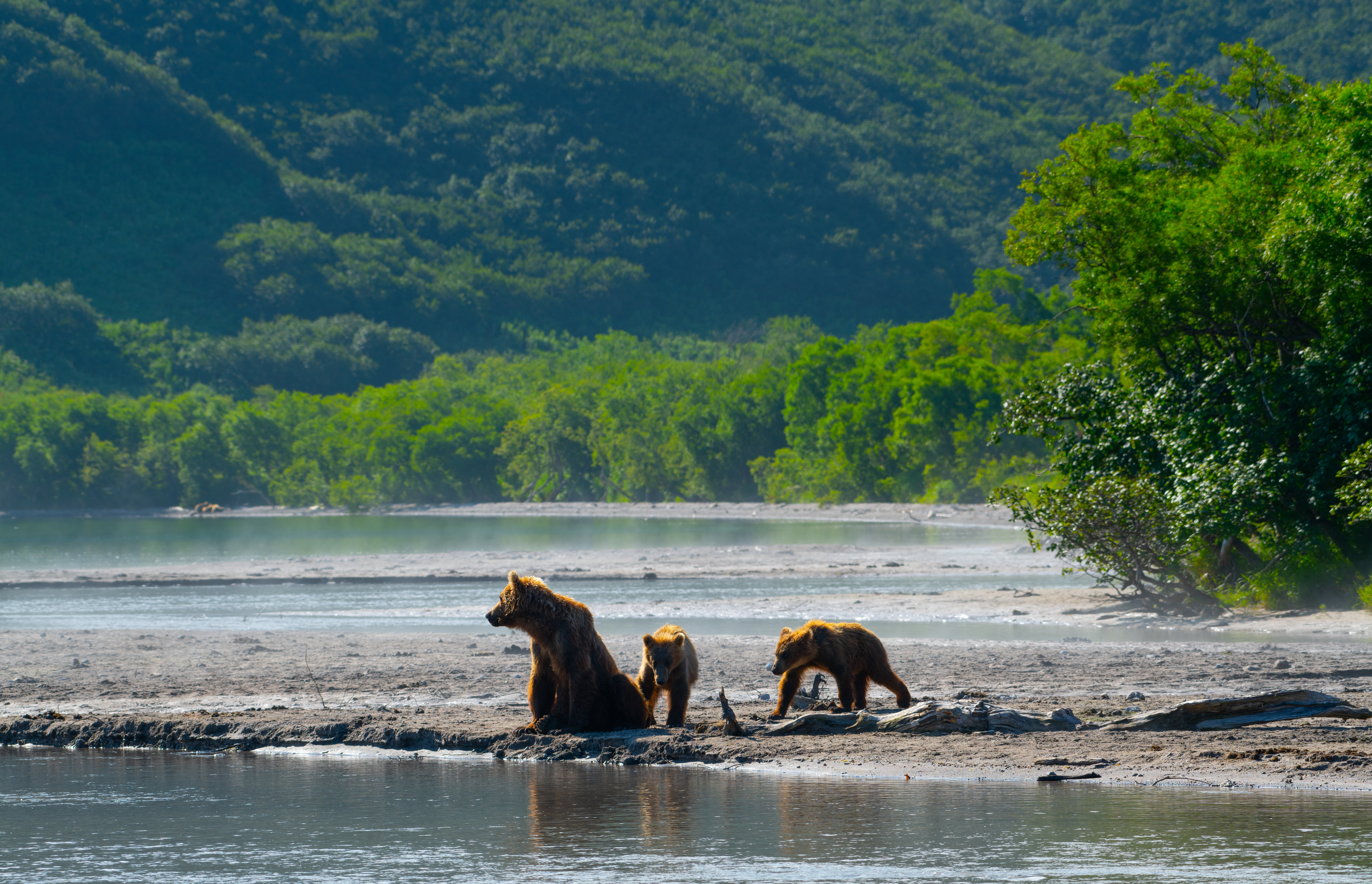 Go on a brown bear cruise in Shiretoko Peninsula