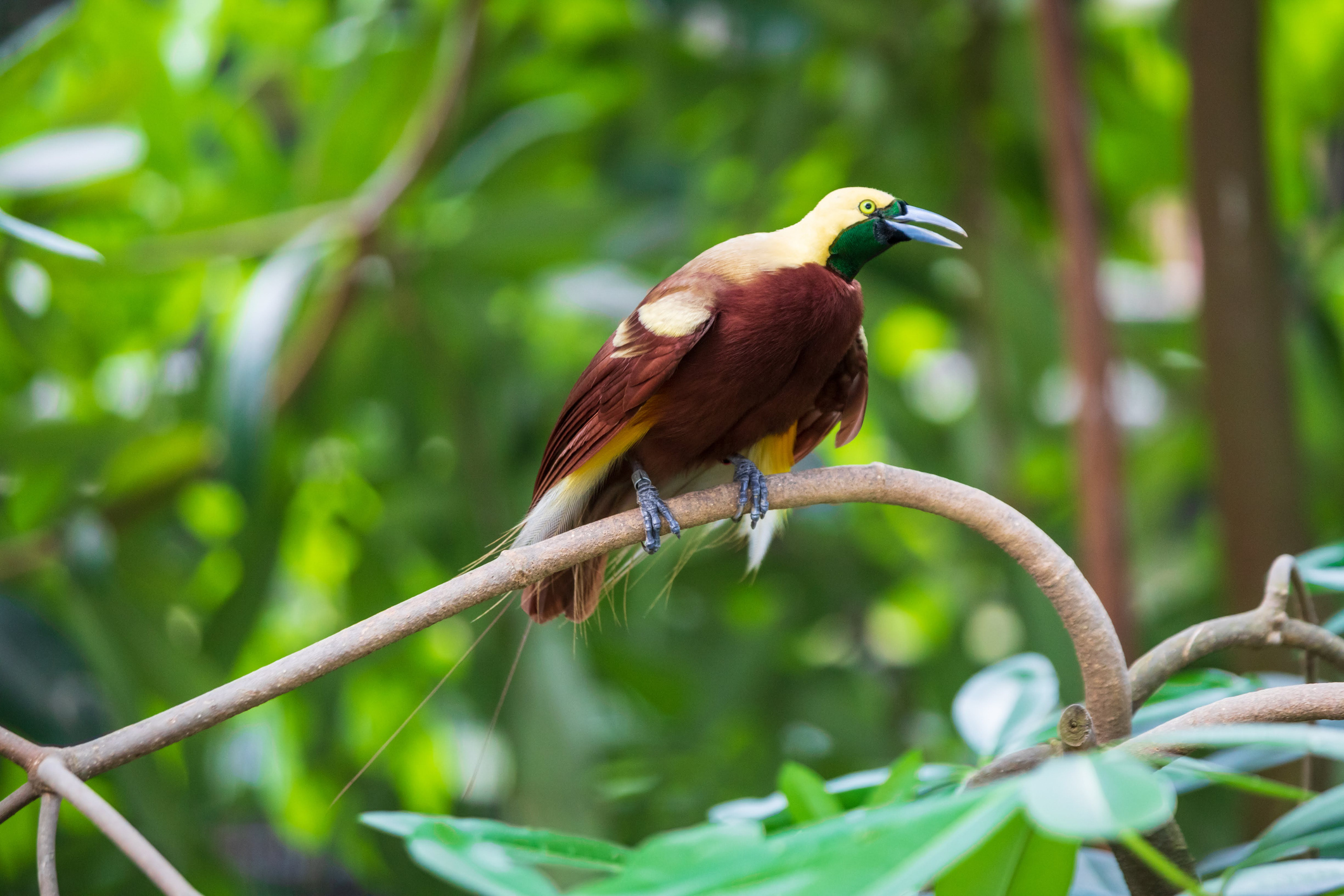 Search for birds-of-paradise in Raja Ampat