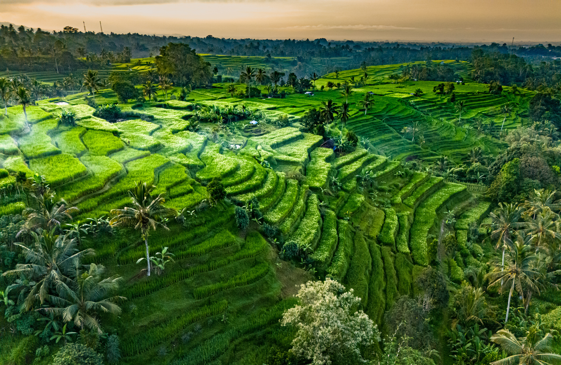 Walk the Jatiluwih Rice Terraces