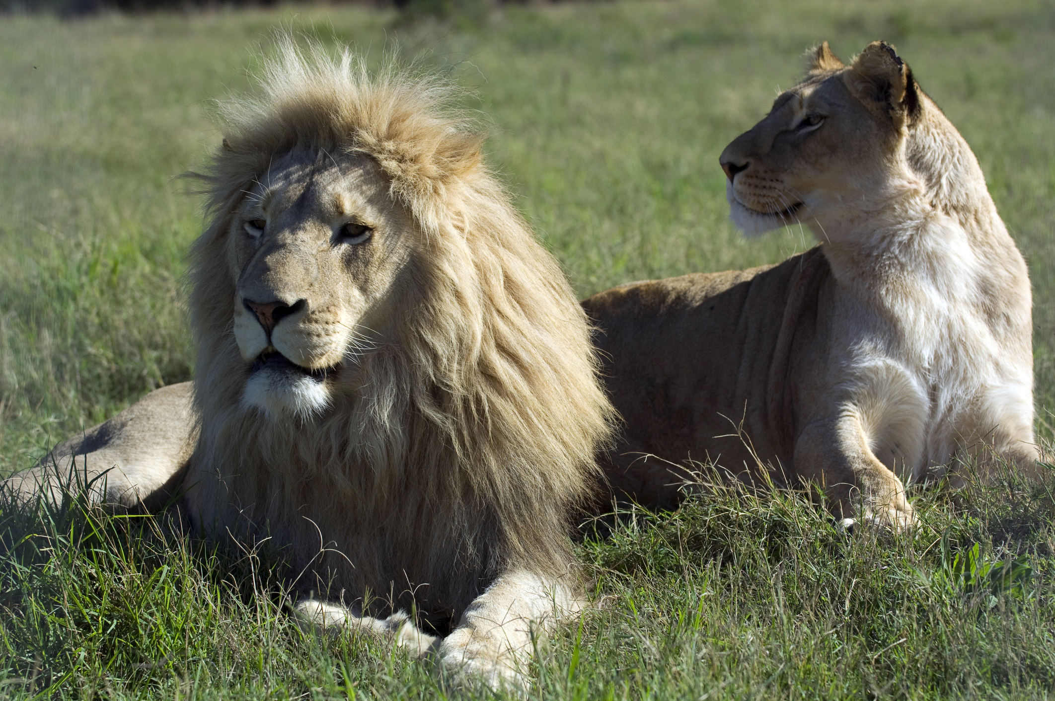 Visit the Panthera Africa Big Cat Sanctuary