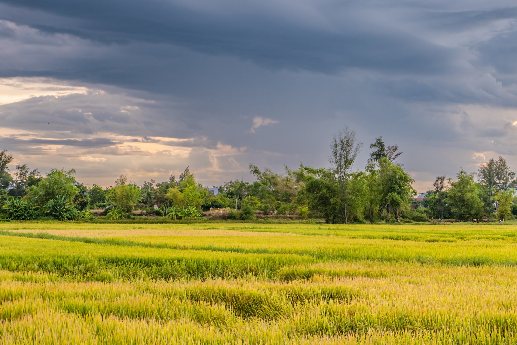 Explore the countryside of Hoi An