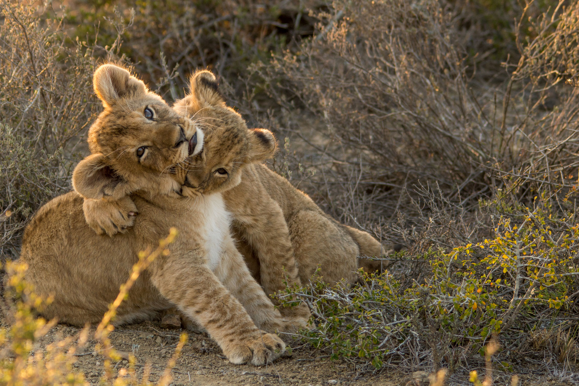 Each of the 4 bedrooms offers a private refuge with a large veranda, enormous bed and a butler hatch for unobtrusive morning service