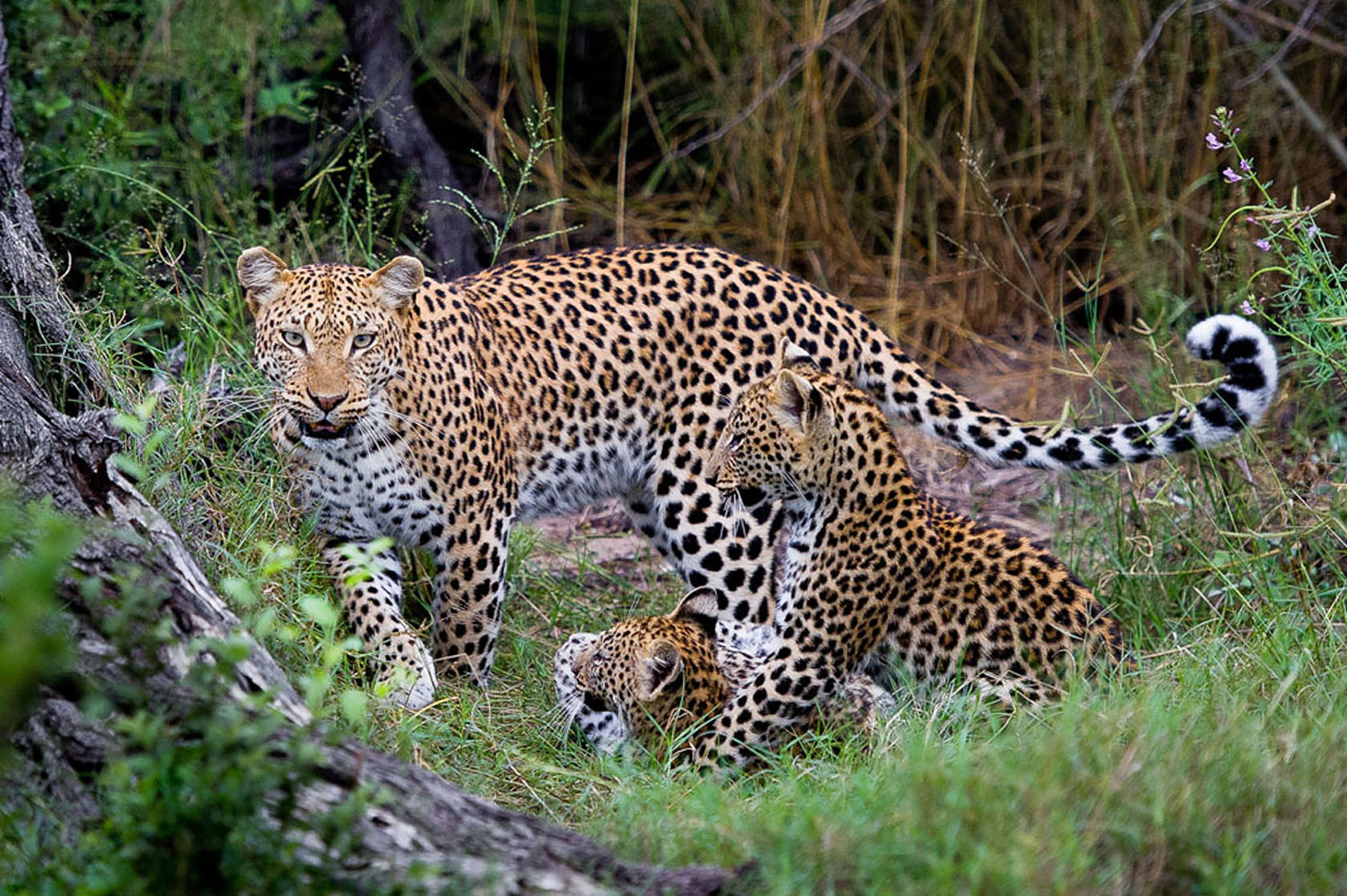 Leopard and Cubs