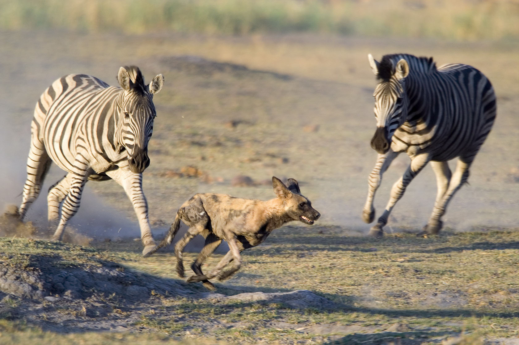 Predator-Prey Interaction 