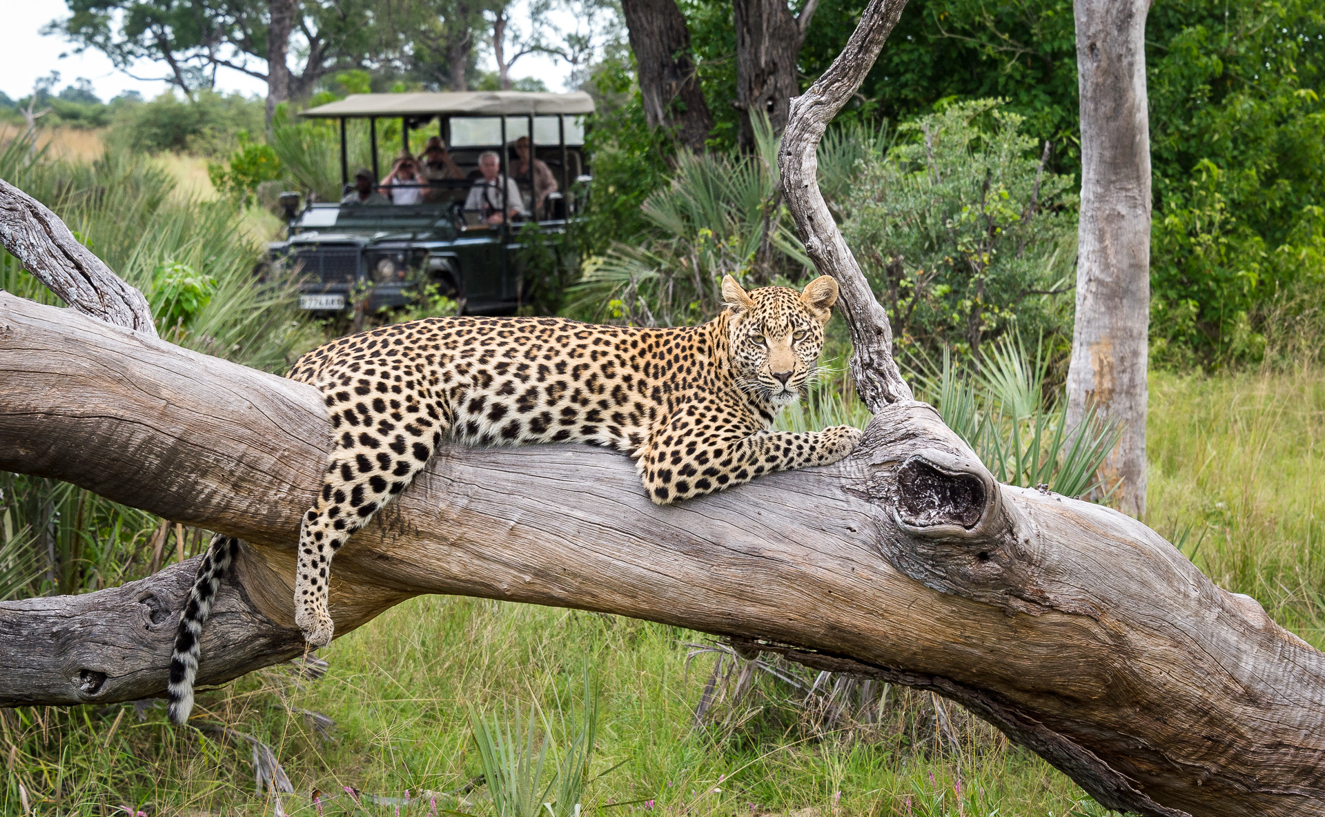 Leopard sighting Seba game drive