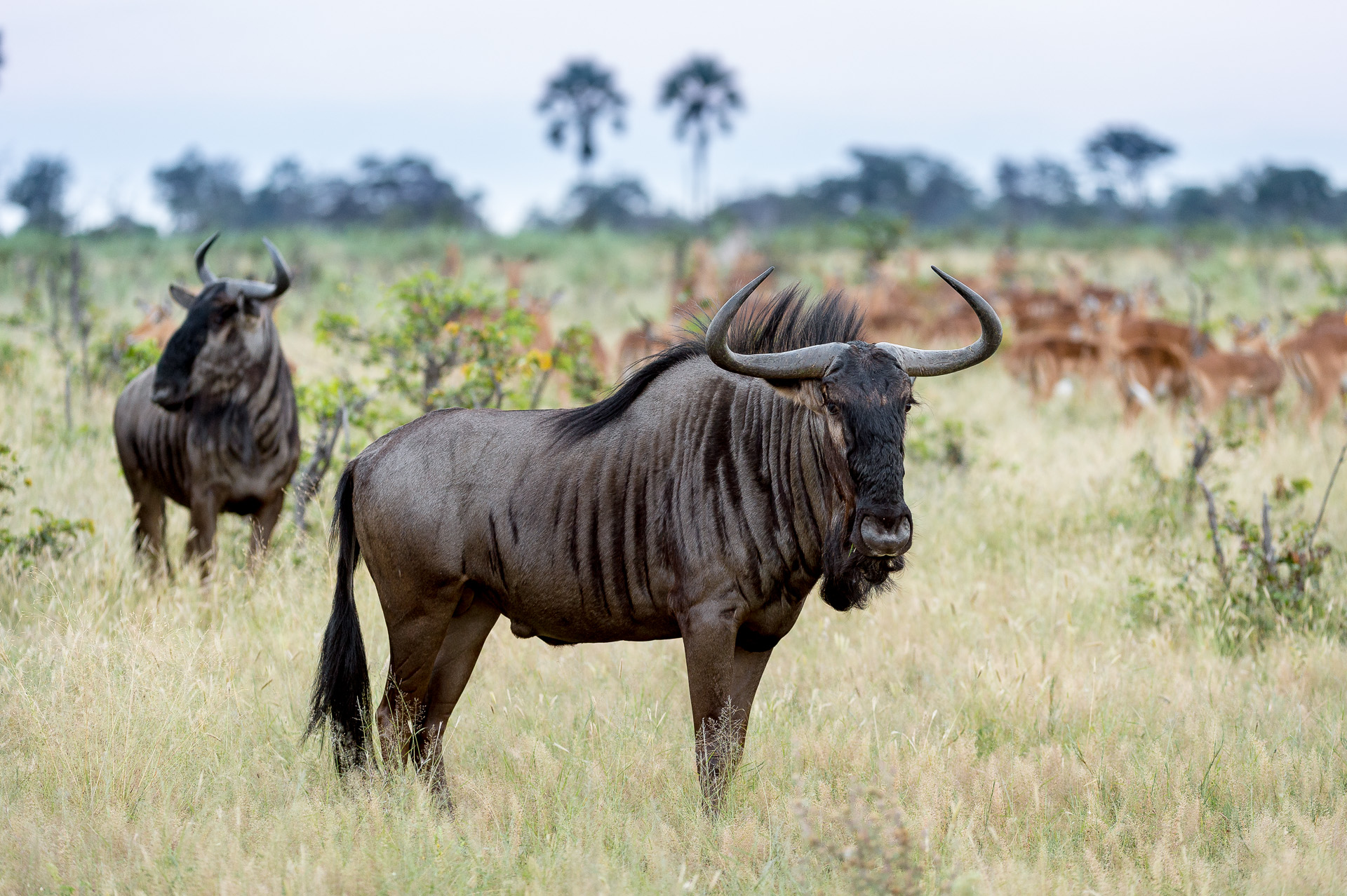 Wildebeest and Imapala