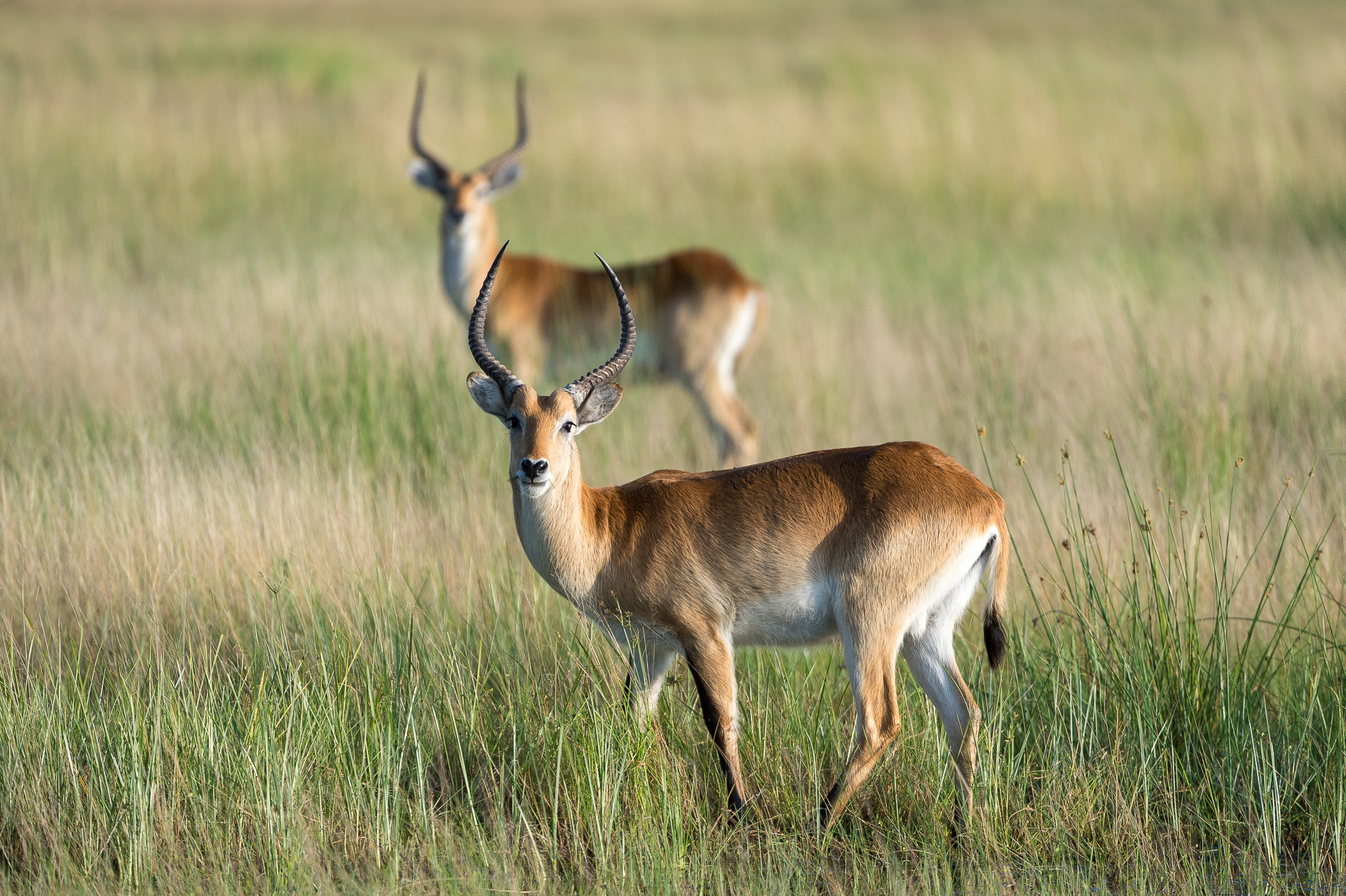 Red Lechwe antelope