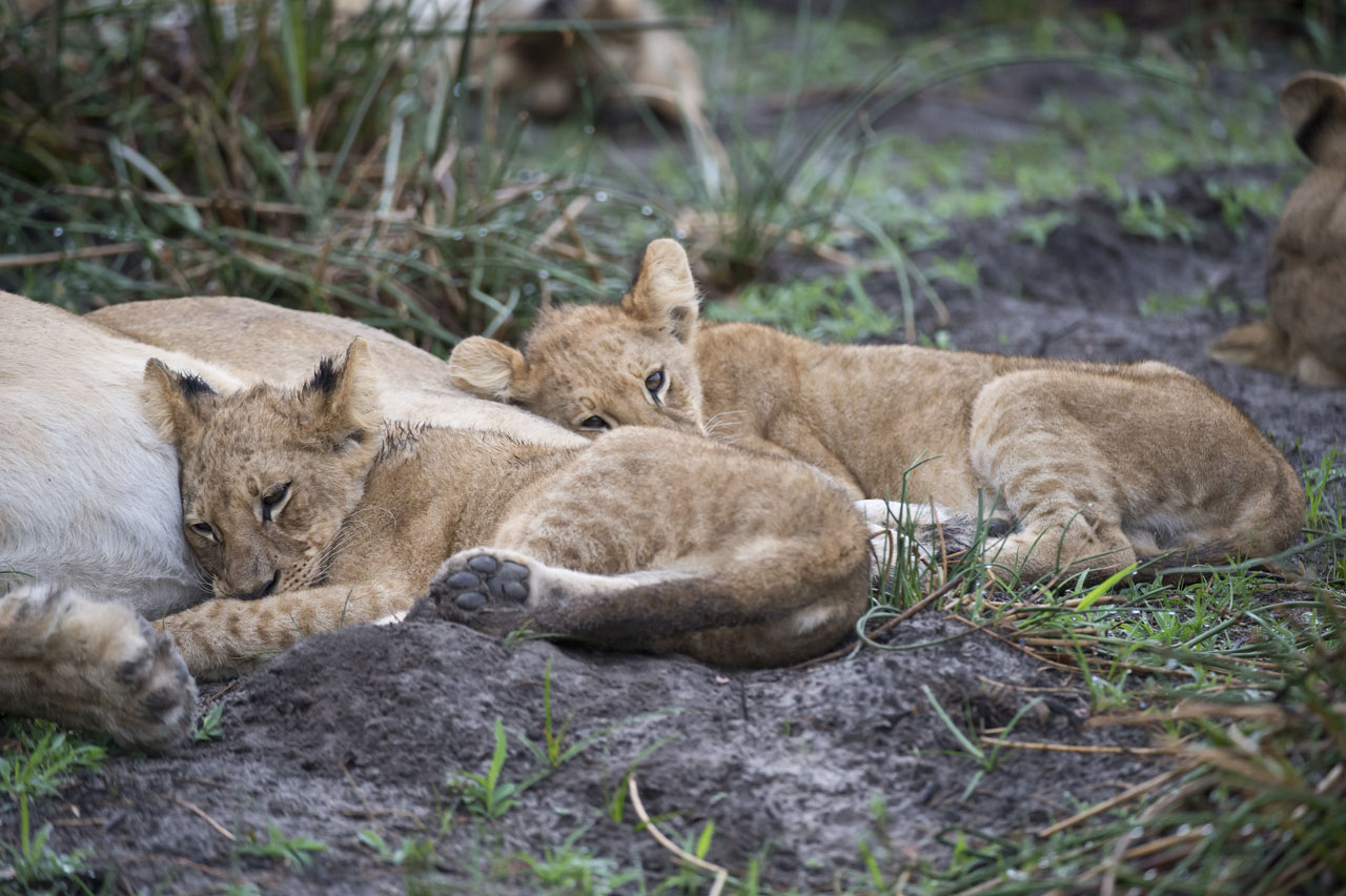 Lion Cubs
