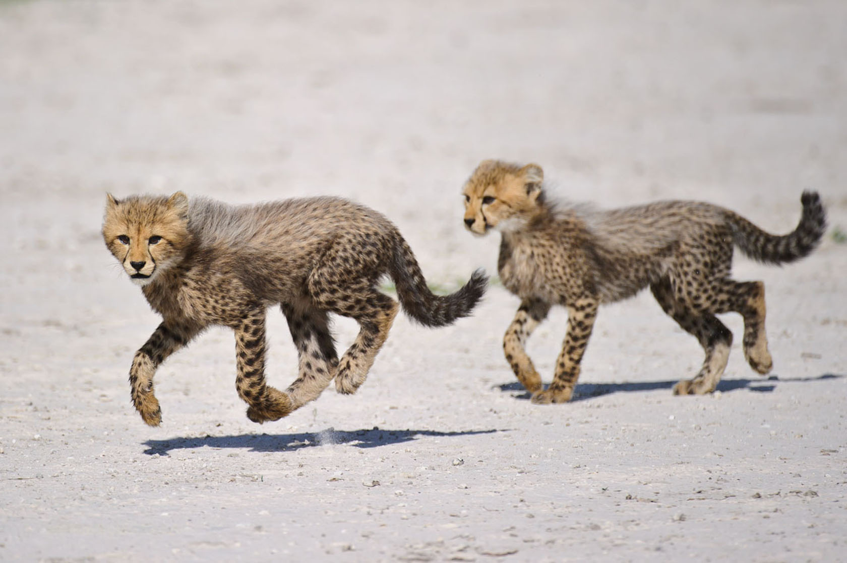 Cheetah Cubs