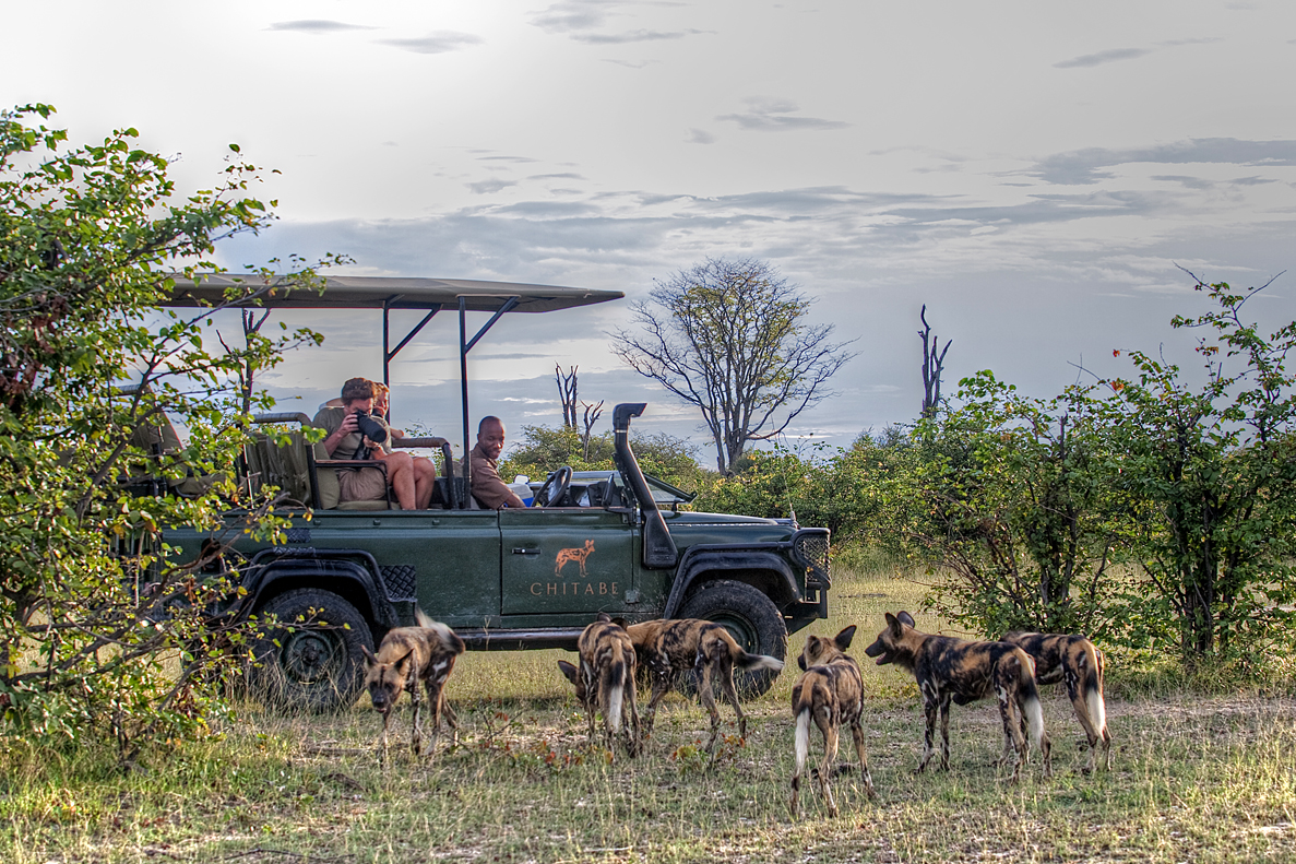 Wild Dogs seen on game drive