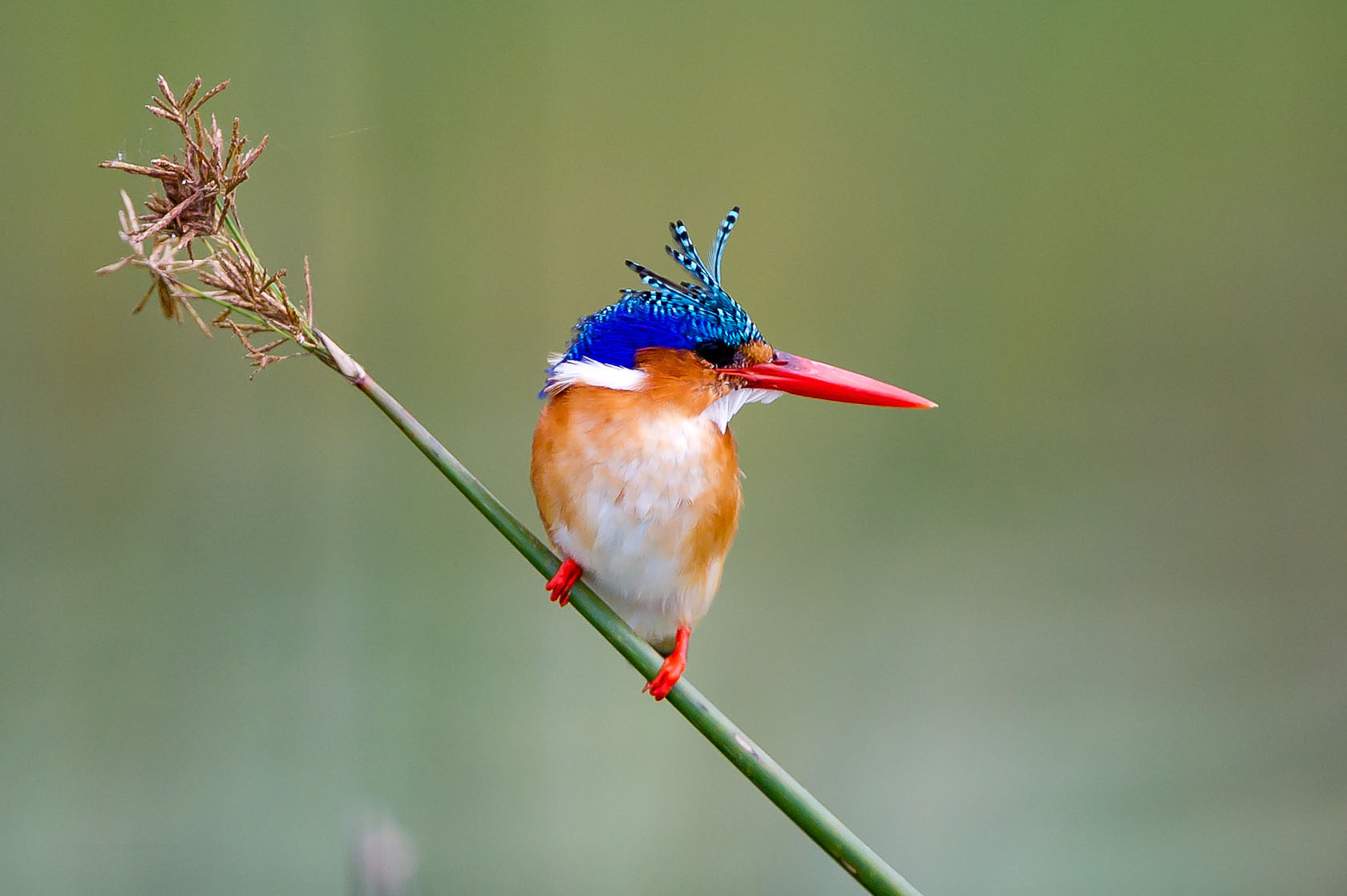 Malachite Kingfisher