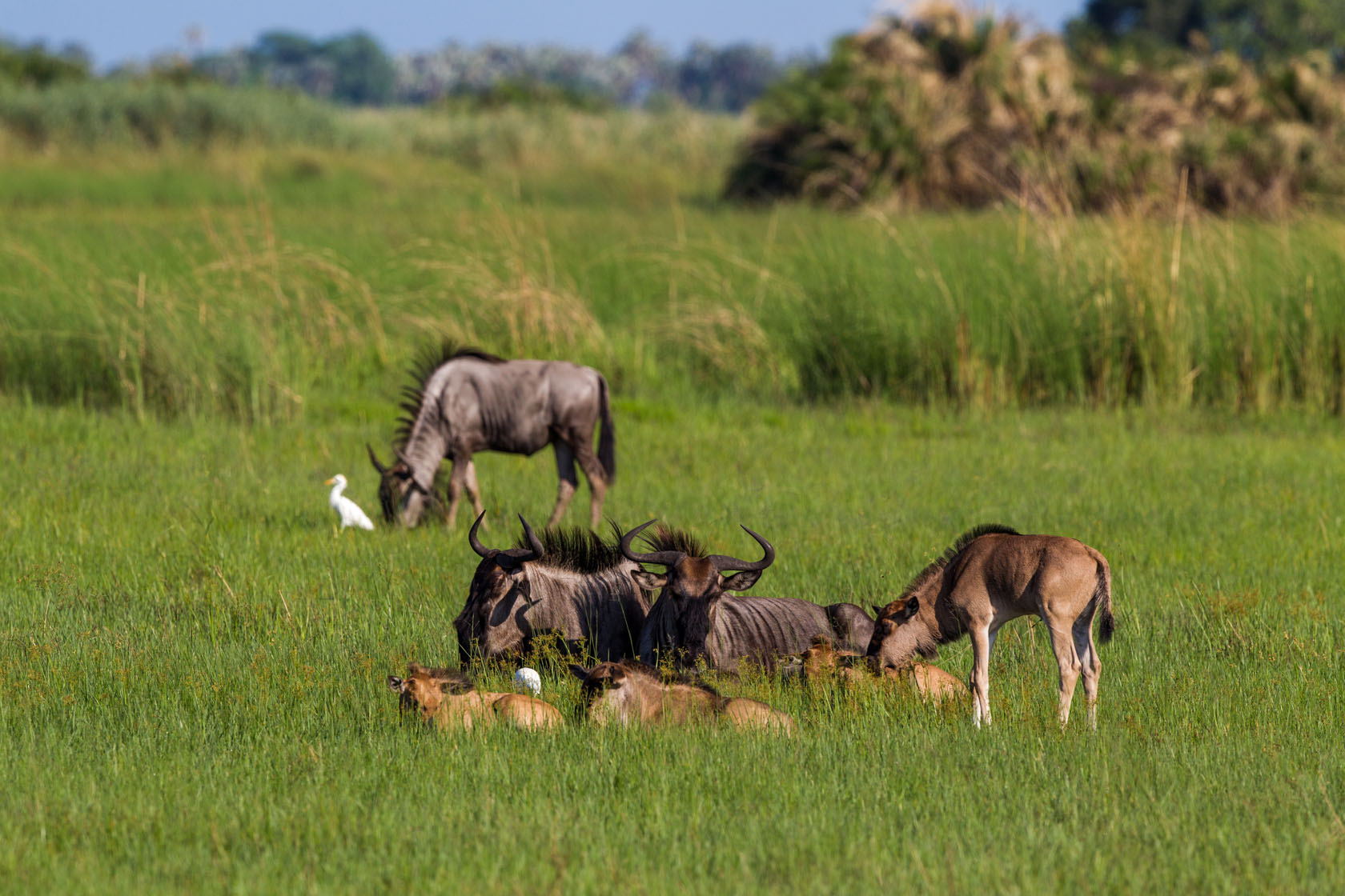 Blue Wildebeest