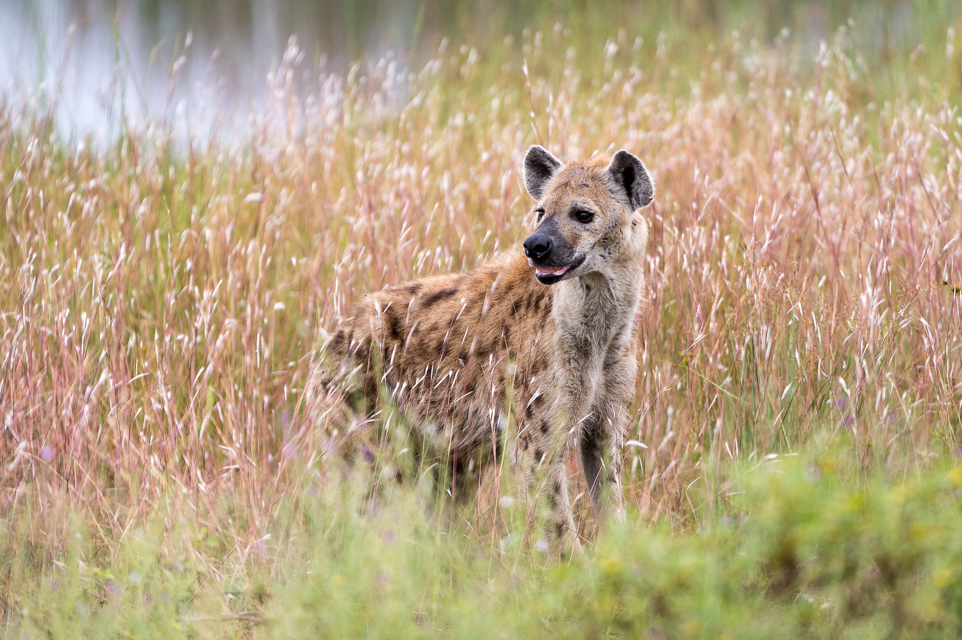 Spotted hyaena occur in the area, along with many other predators
